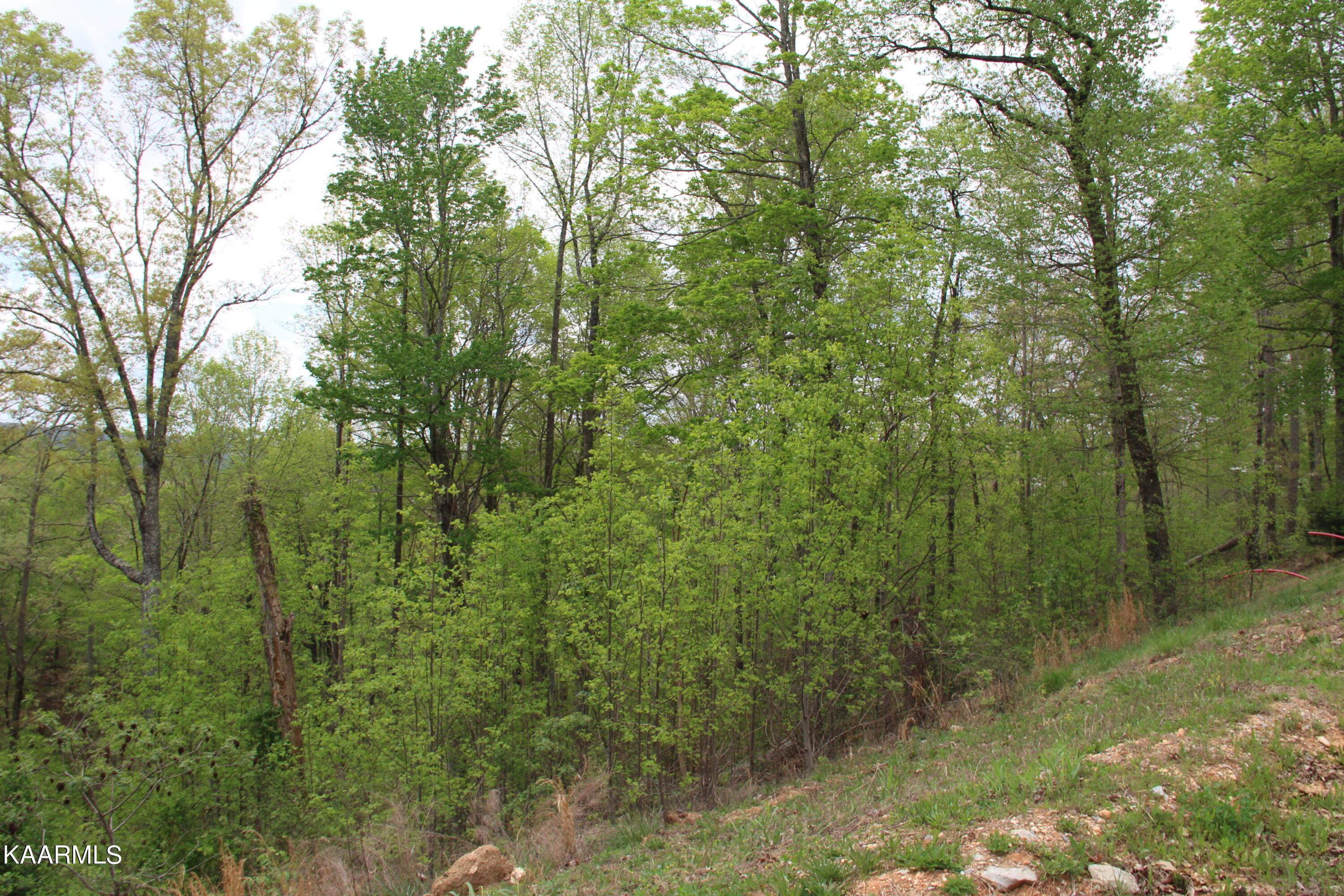 Norris Lake Real Estate - Image# 3