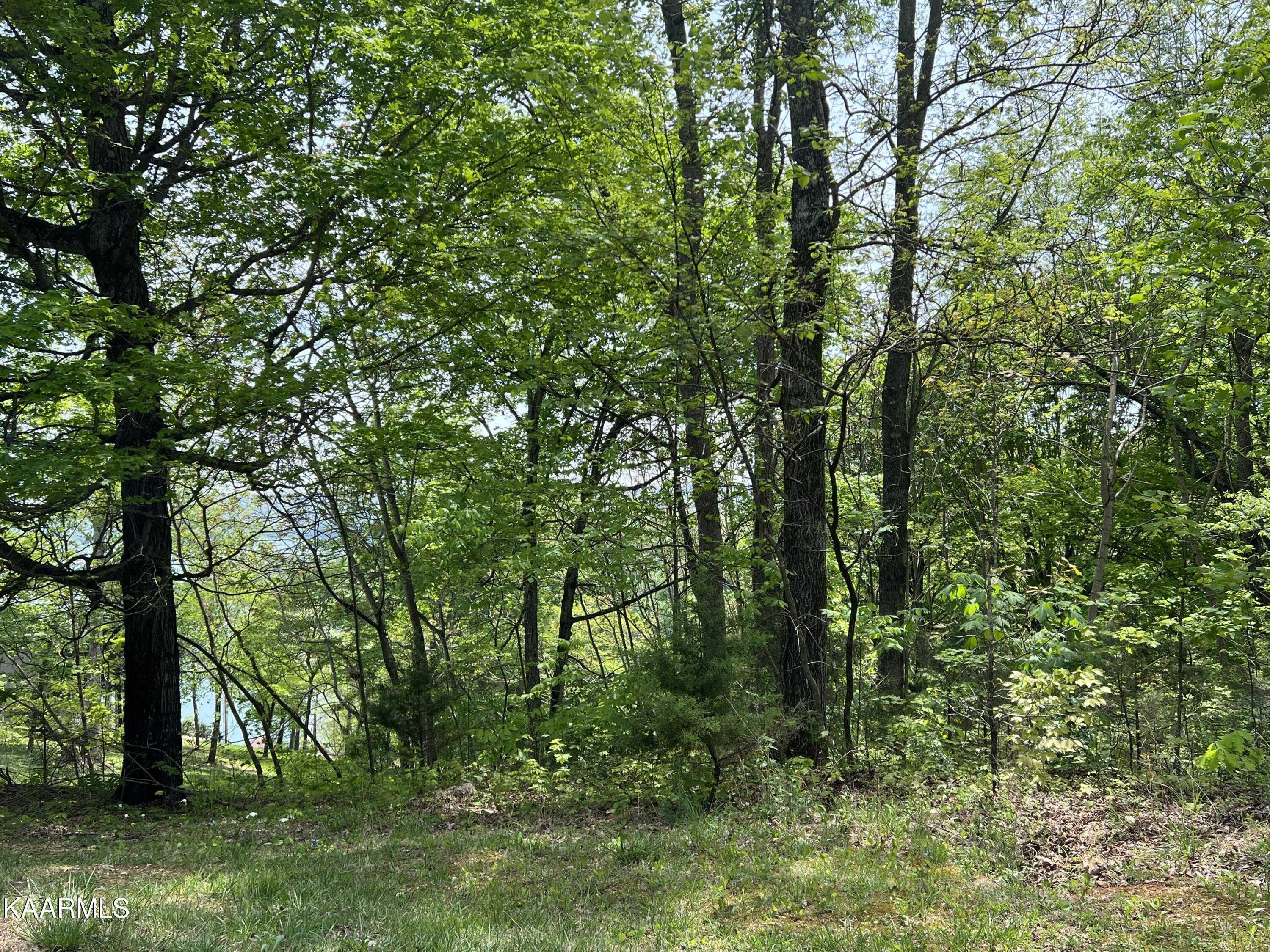 Norris Lake Real Estate - Image# 5