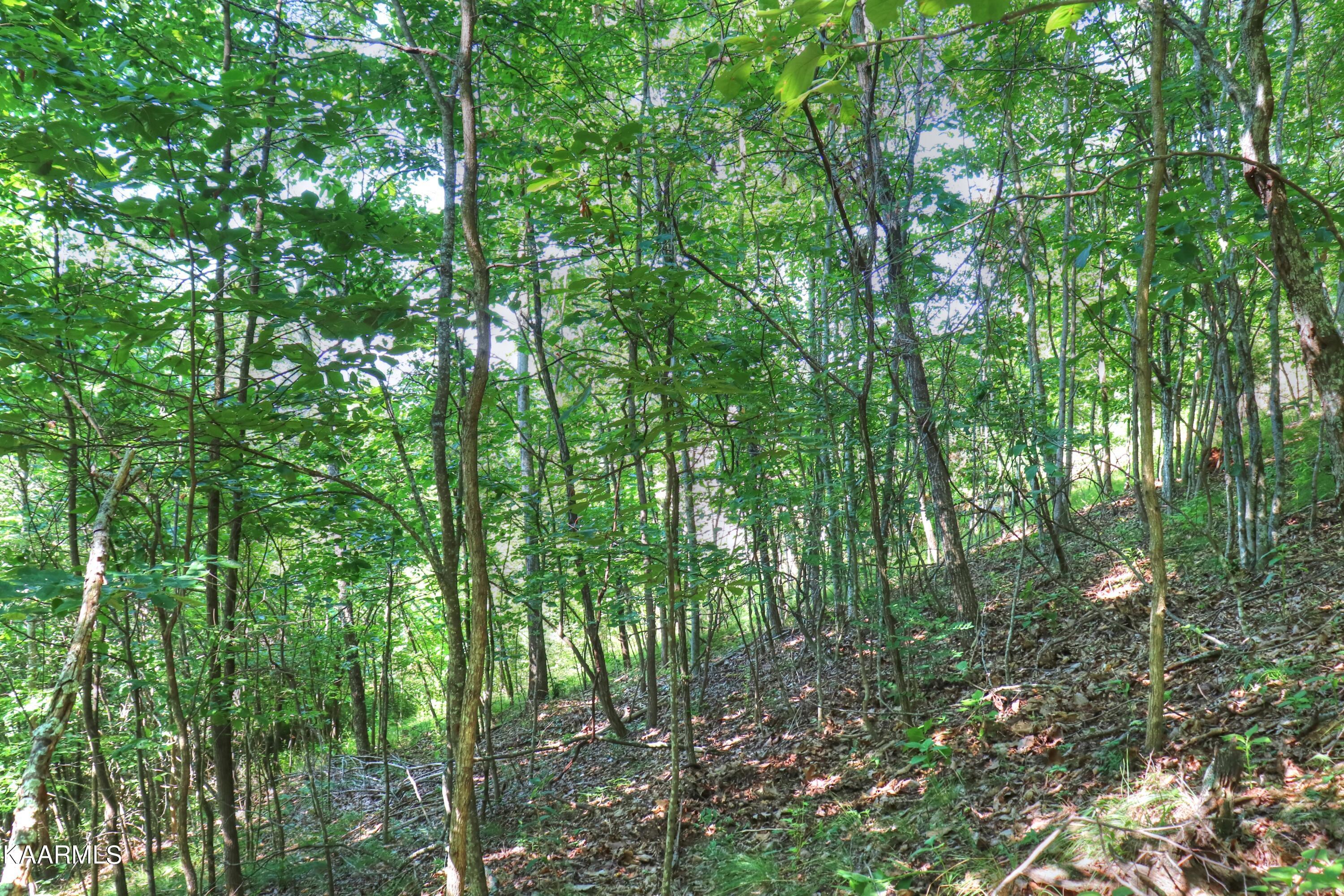 Norris Lake Real Estate - Image# 18