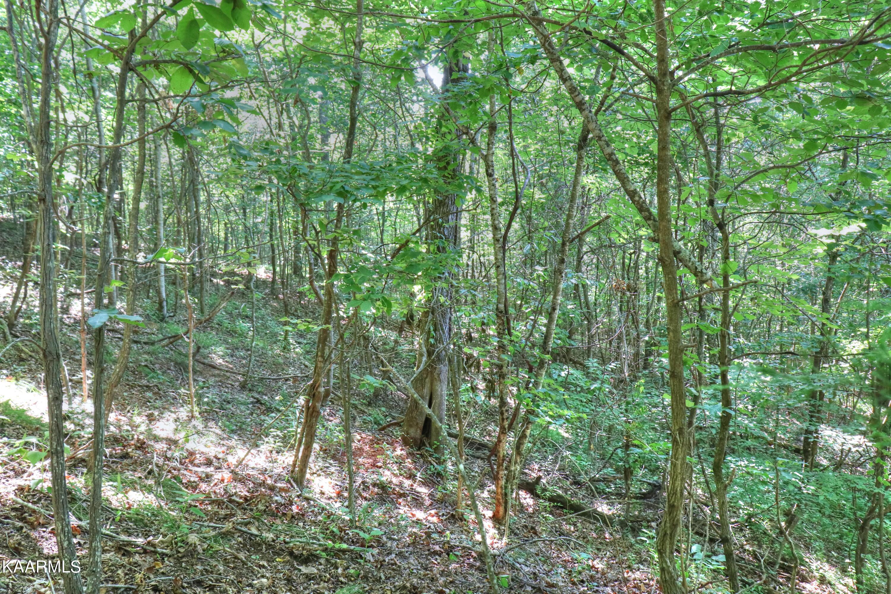 Norris Lake Real Estate - Image# 40