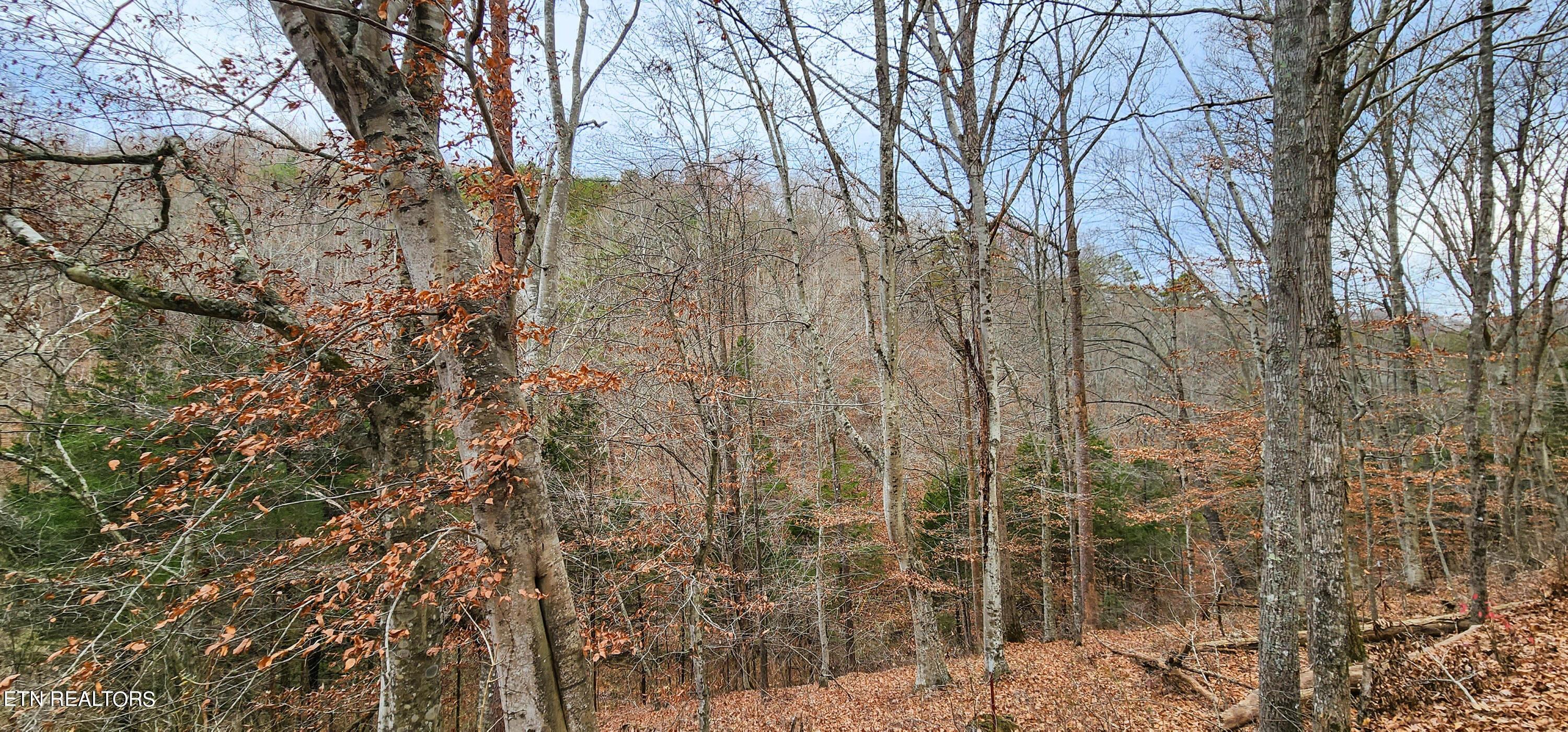 Norris Lake Real Estate - Image# 15