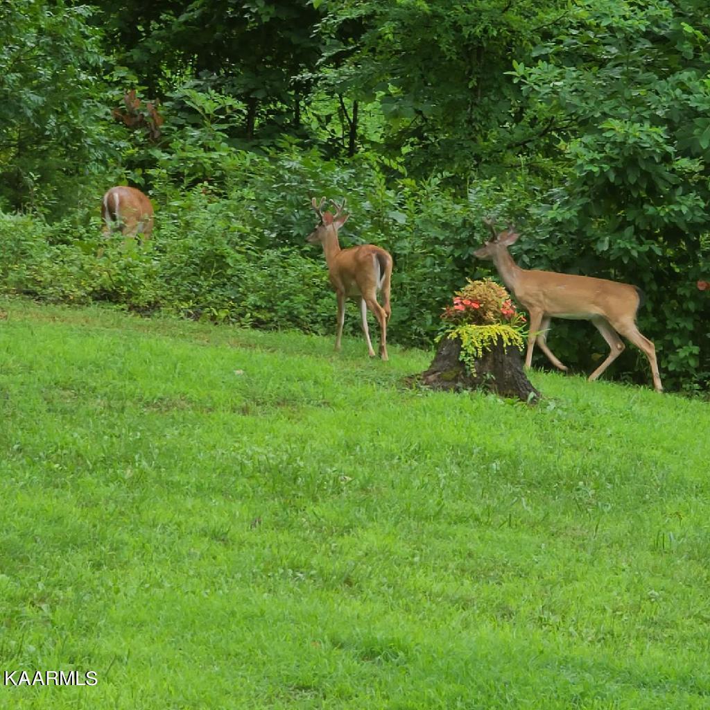 Norris Lake Real Estate - Image# 168