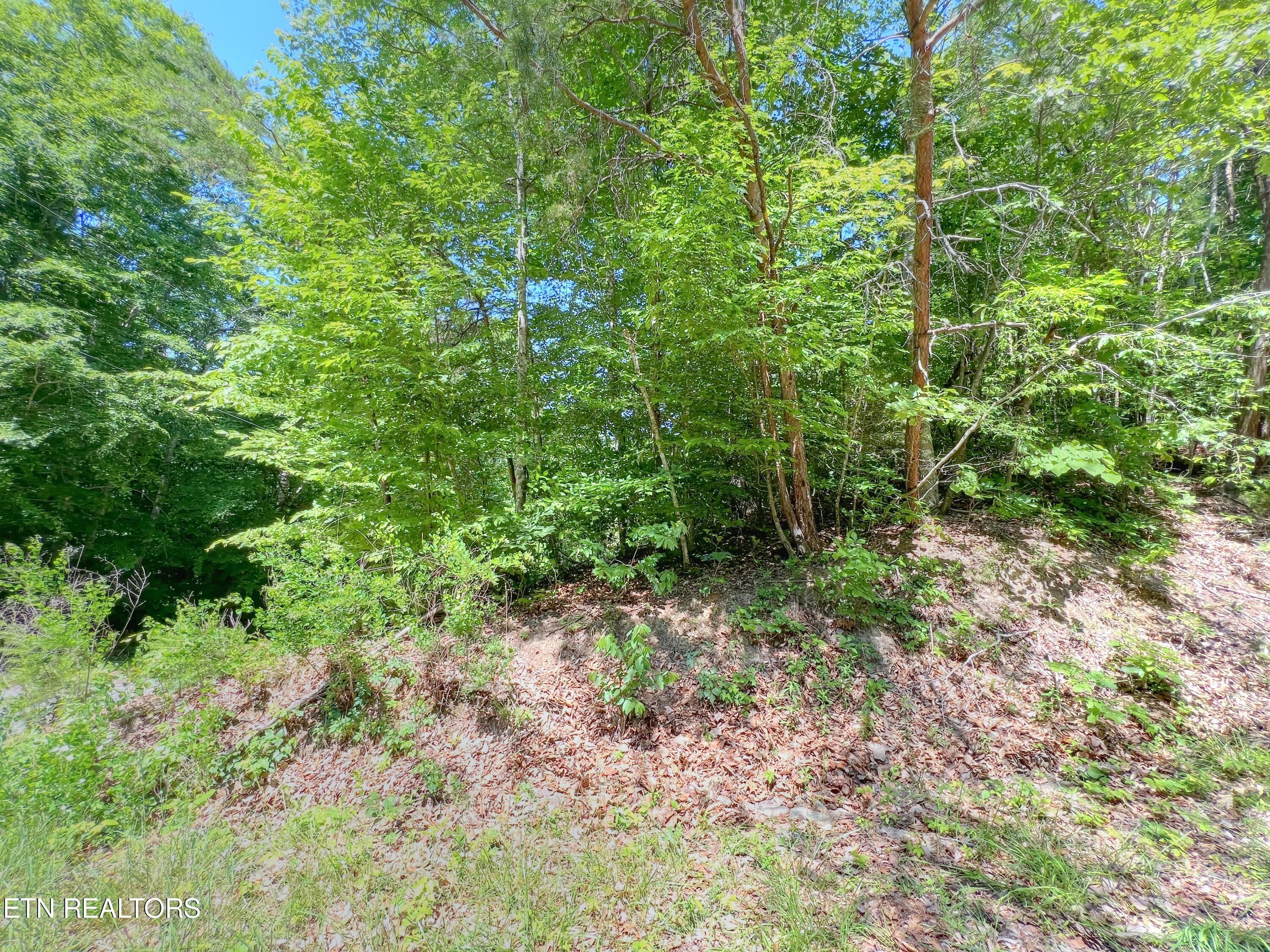 Norris Lake Real Estate - Image# 7