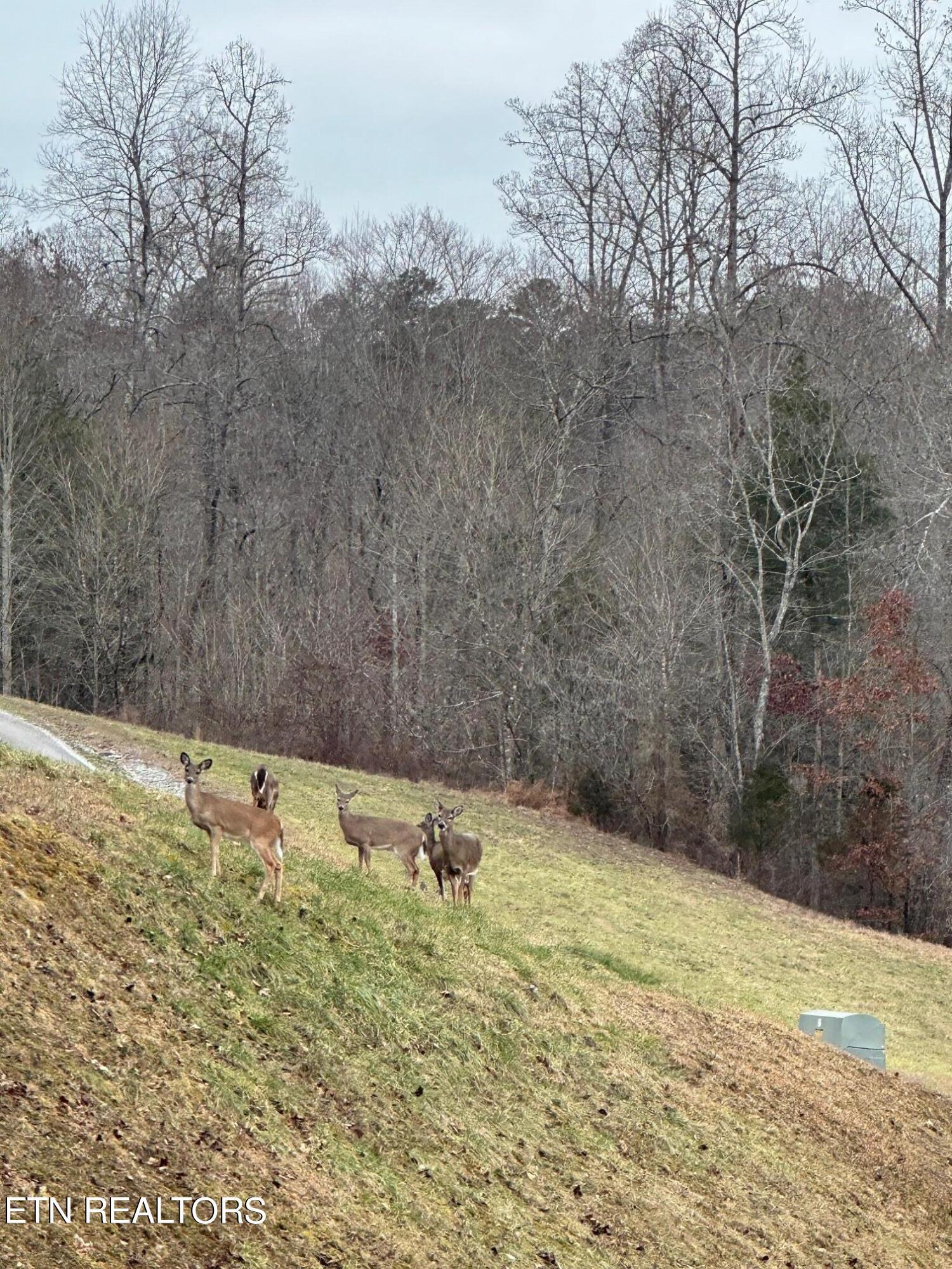 Norris Lake Real Estate - Image# 2