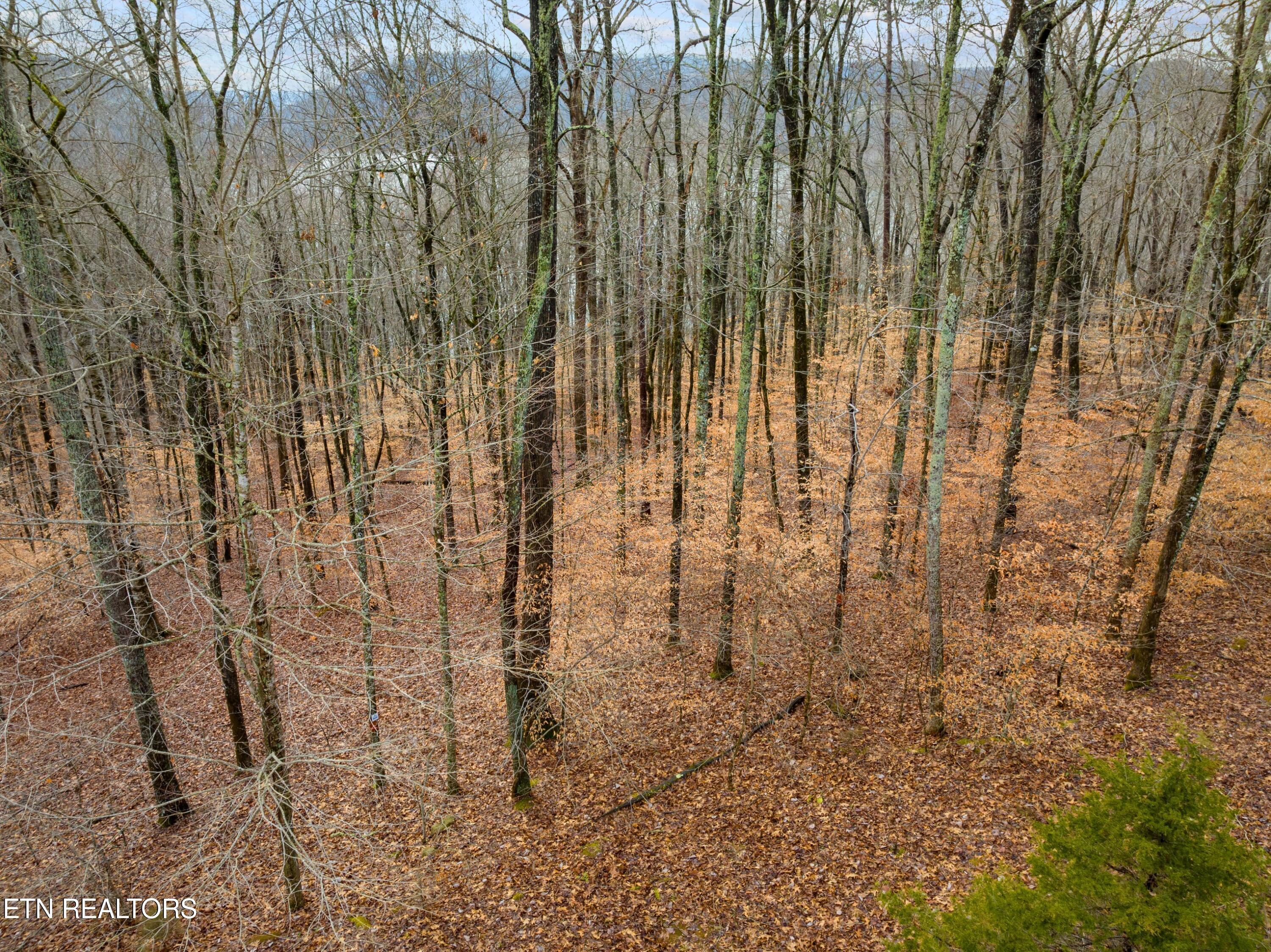 Norris Lake Real Estate - Image# 8