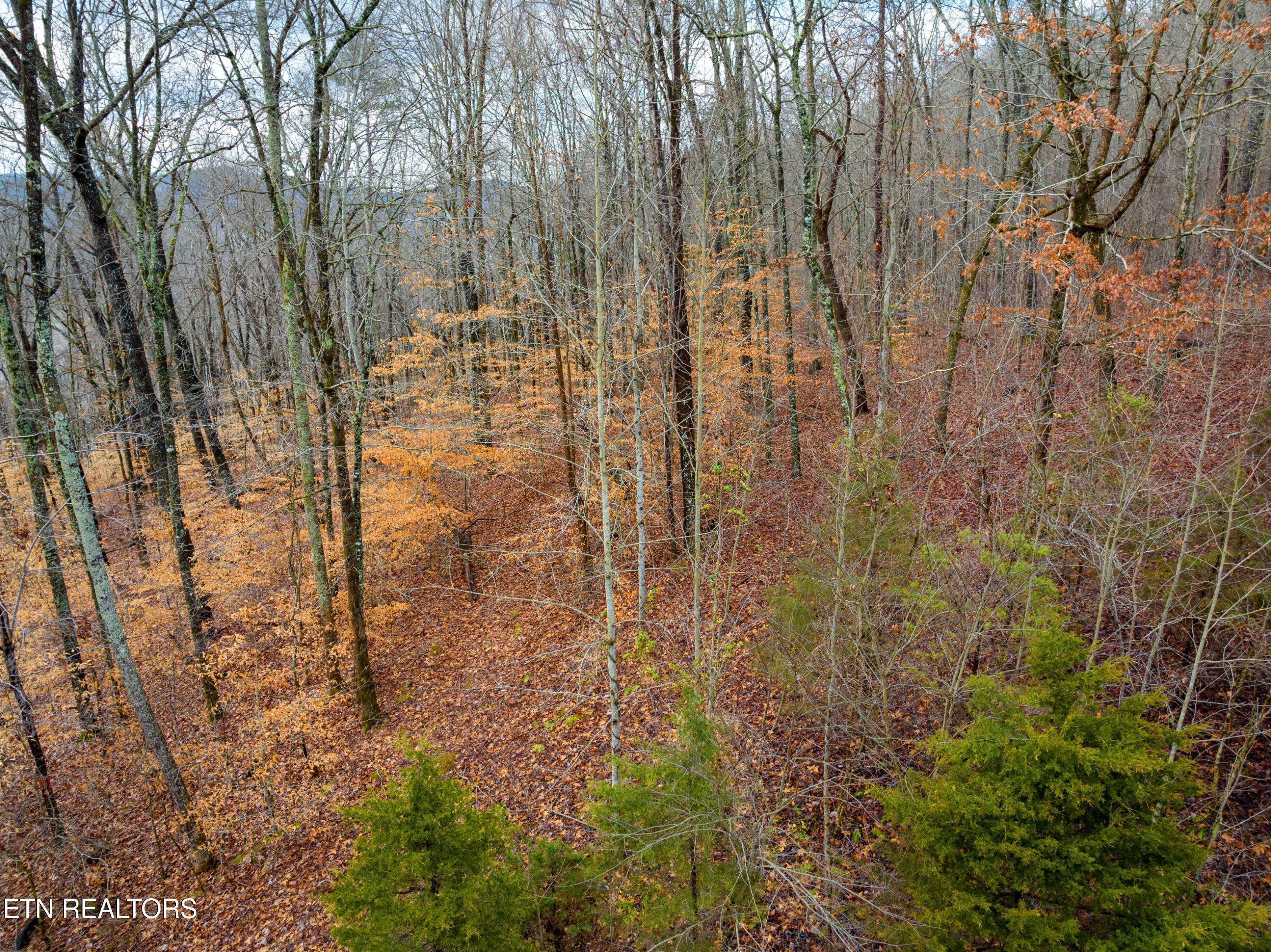 Norris Lake Real Estate - Image# 10