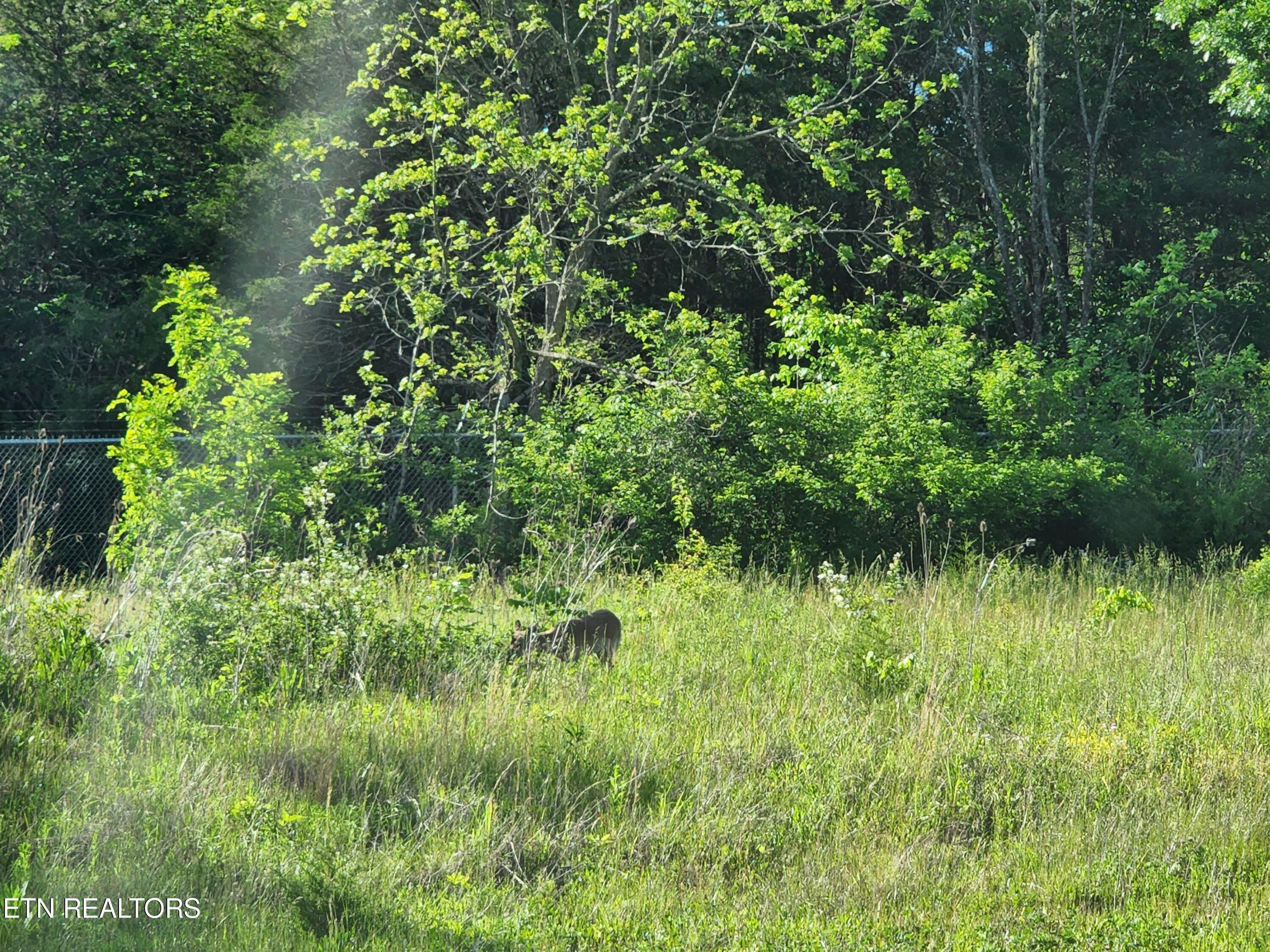 Norris Lake Real Estate - Image# 56