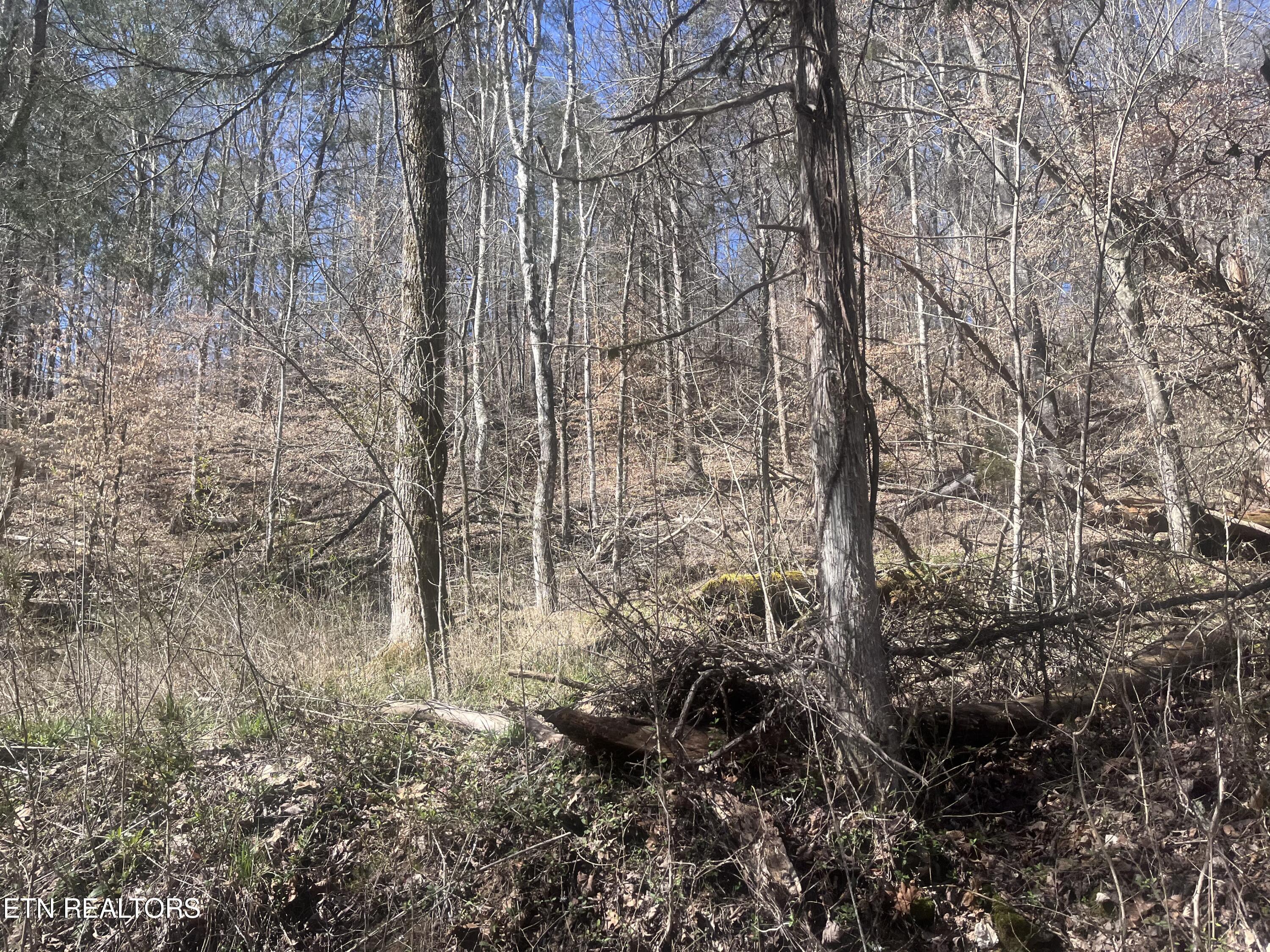 Norris Lake Real Estate - Image# 12