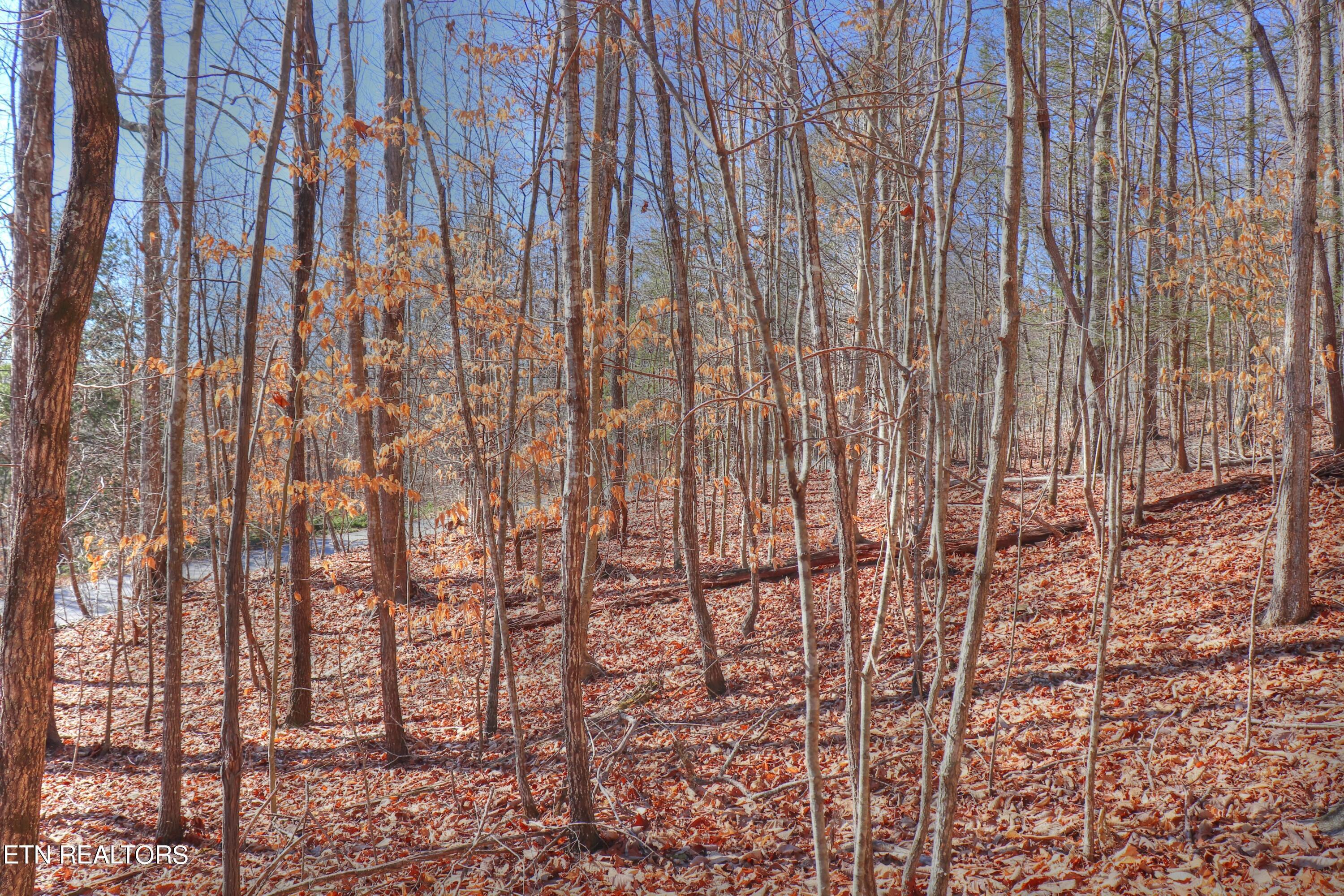 Norris Lake Real Estate - Image# 6