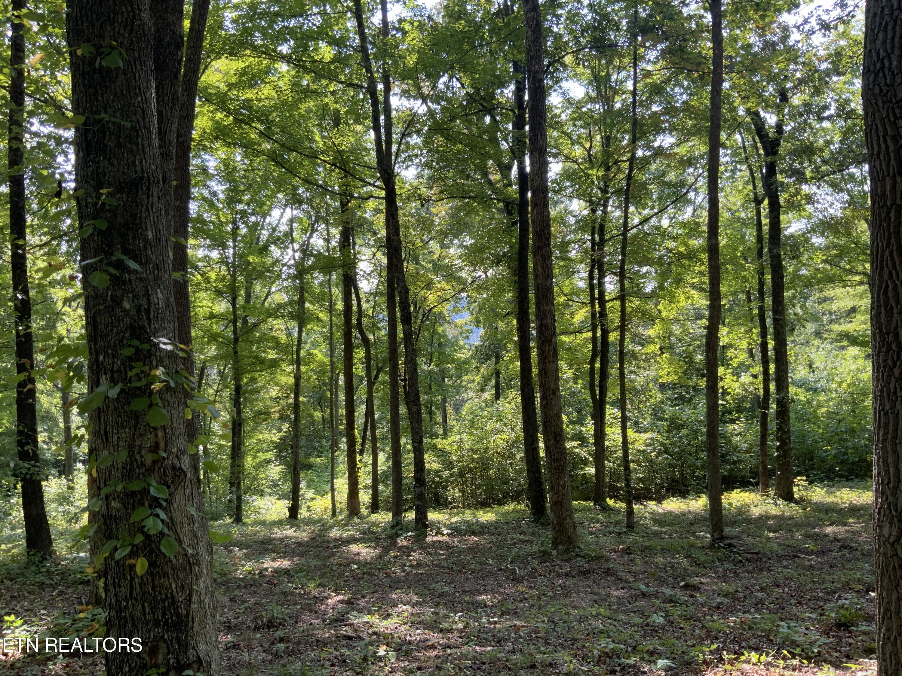 Norris Lake Real Estate - Image# 24