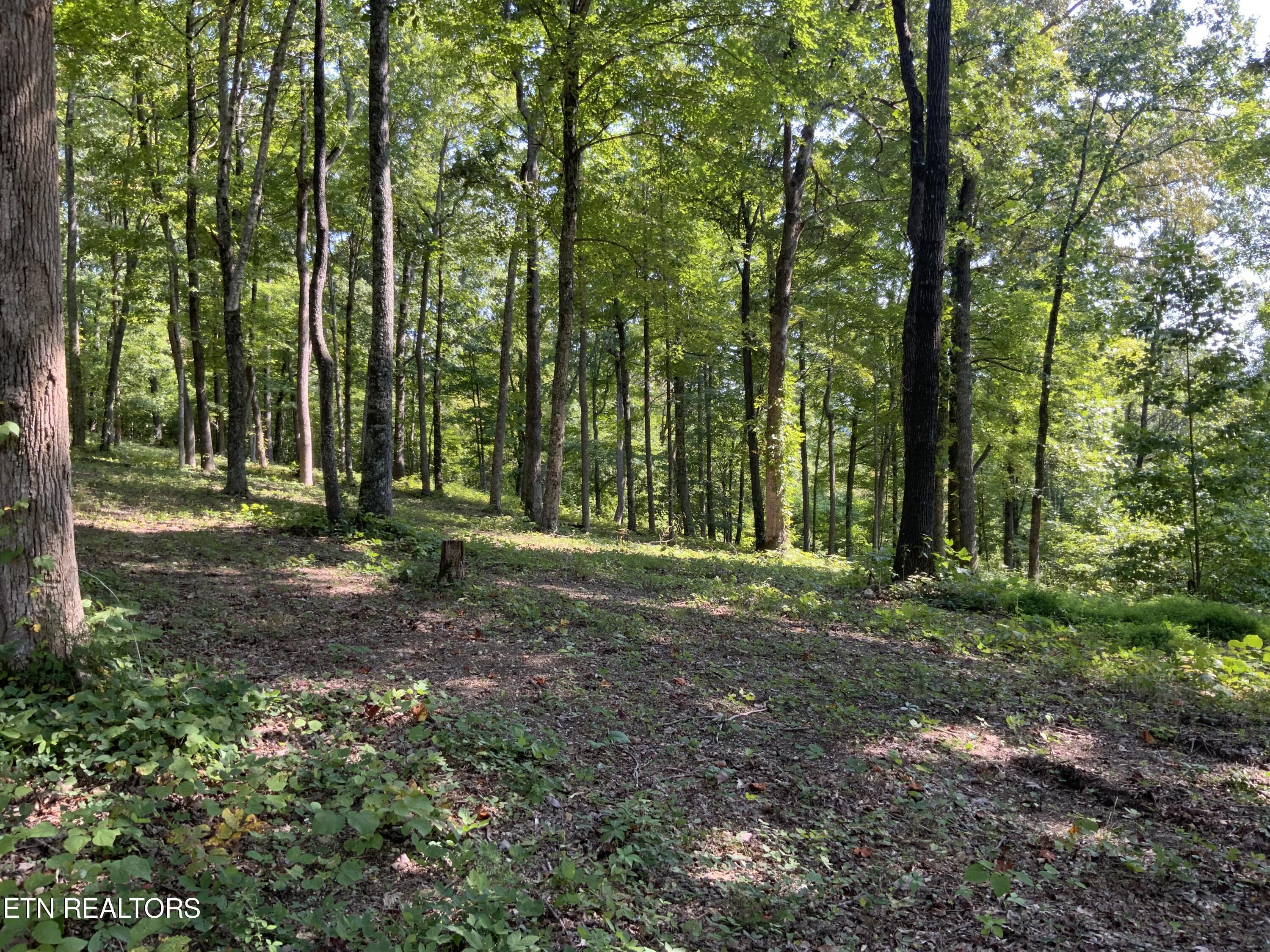 Norris Lake Real Estate - Image# 34