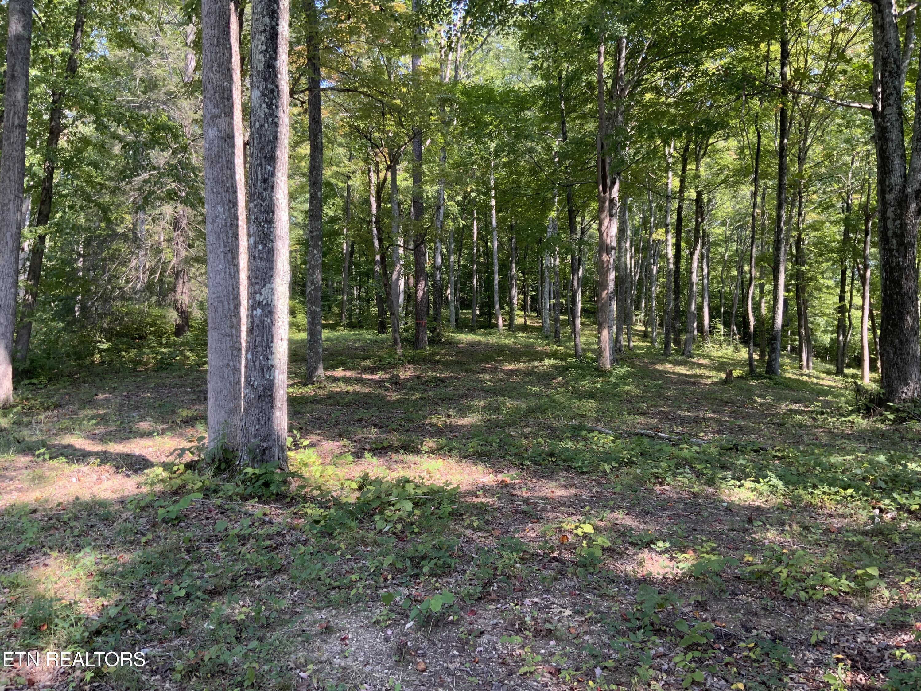 Norris Lake Real Estate - Image# 39