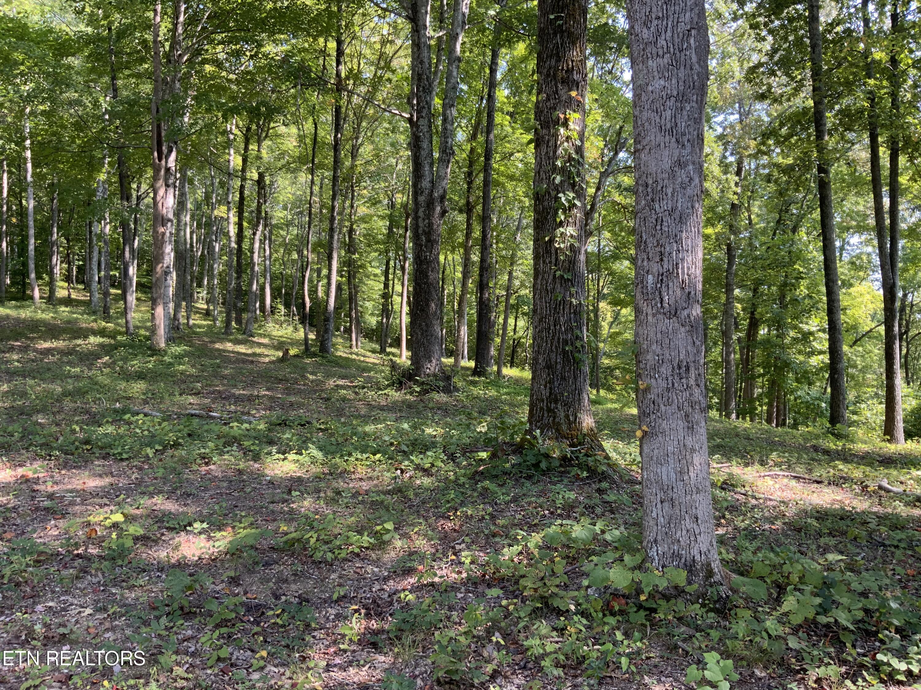 Norris Lake Real Estate - Image# 40