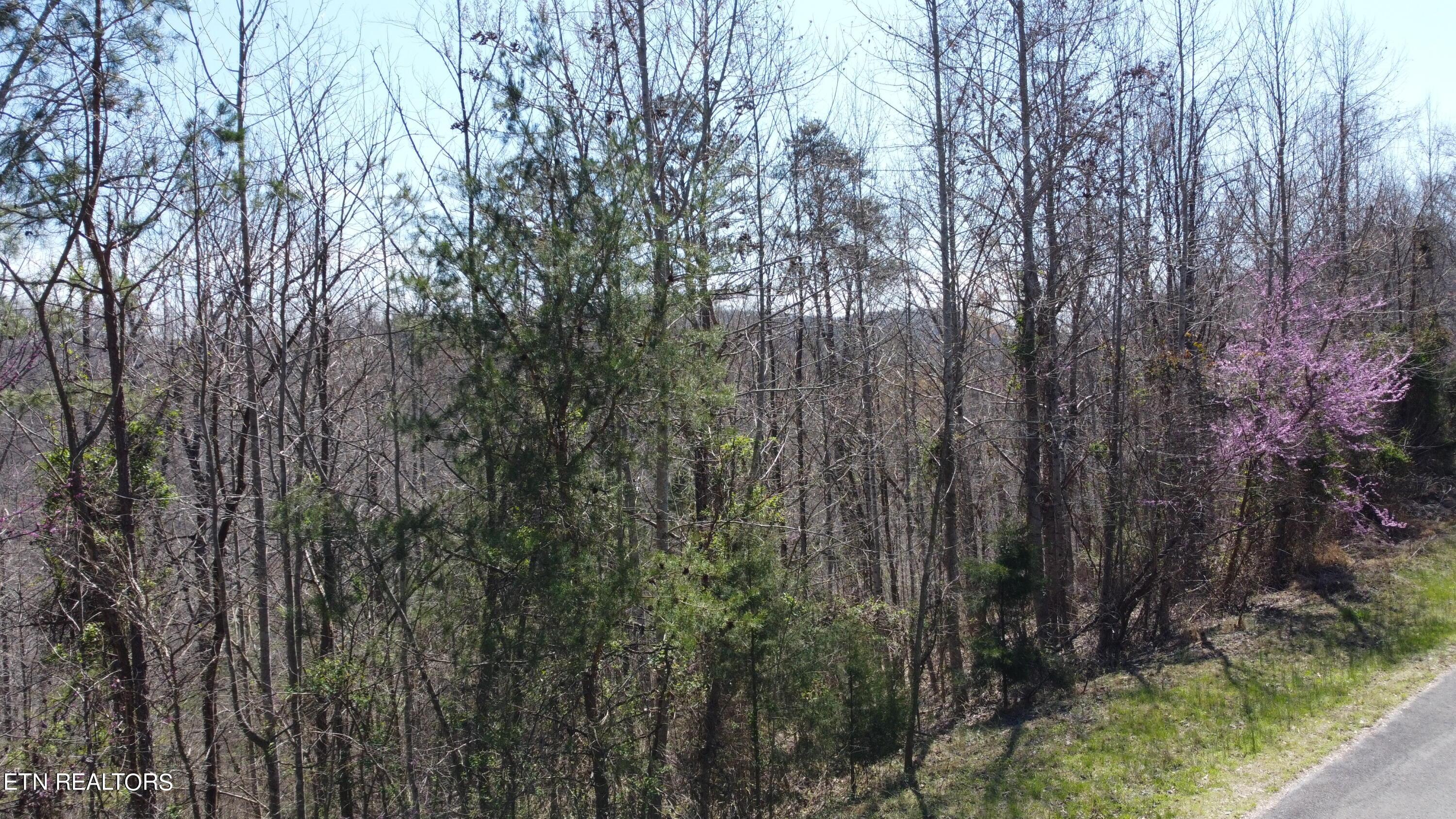 Norris Lake Real Estate - Image# 8