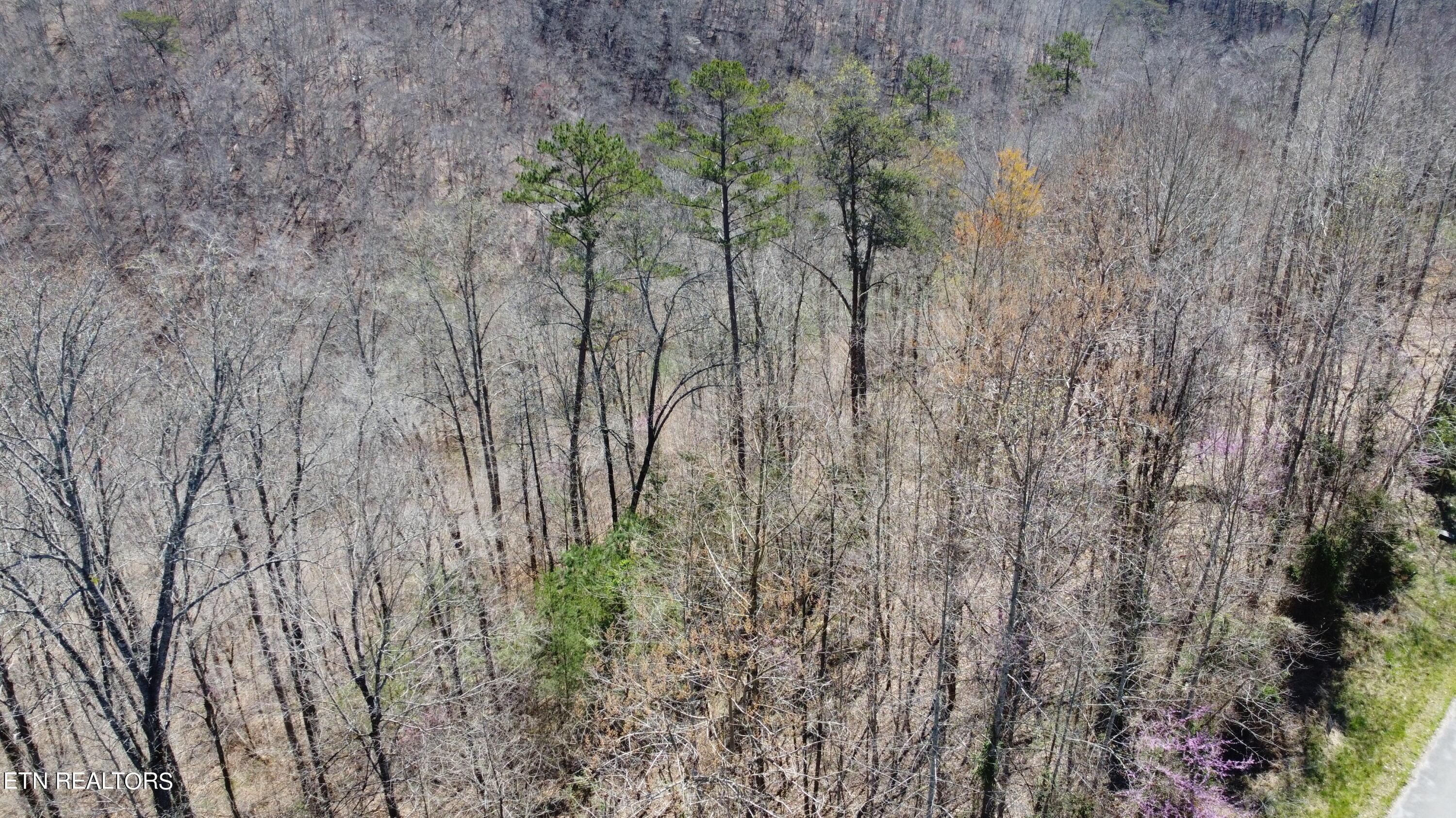 Norris Lake Real Estate - Image# 9