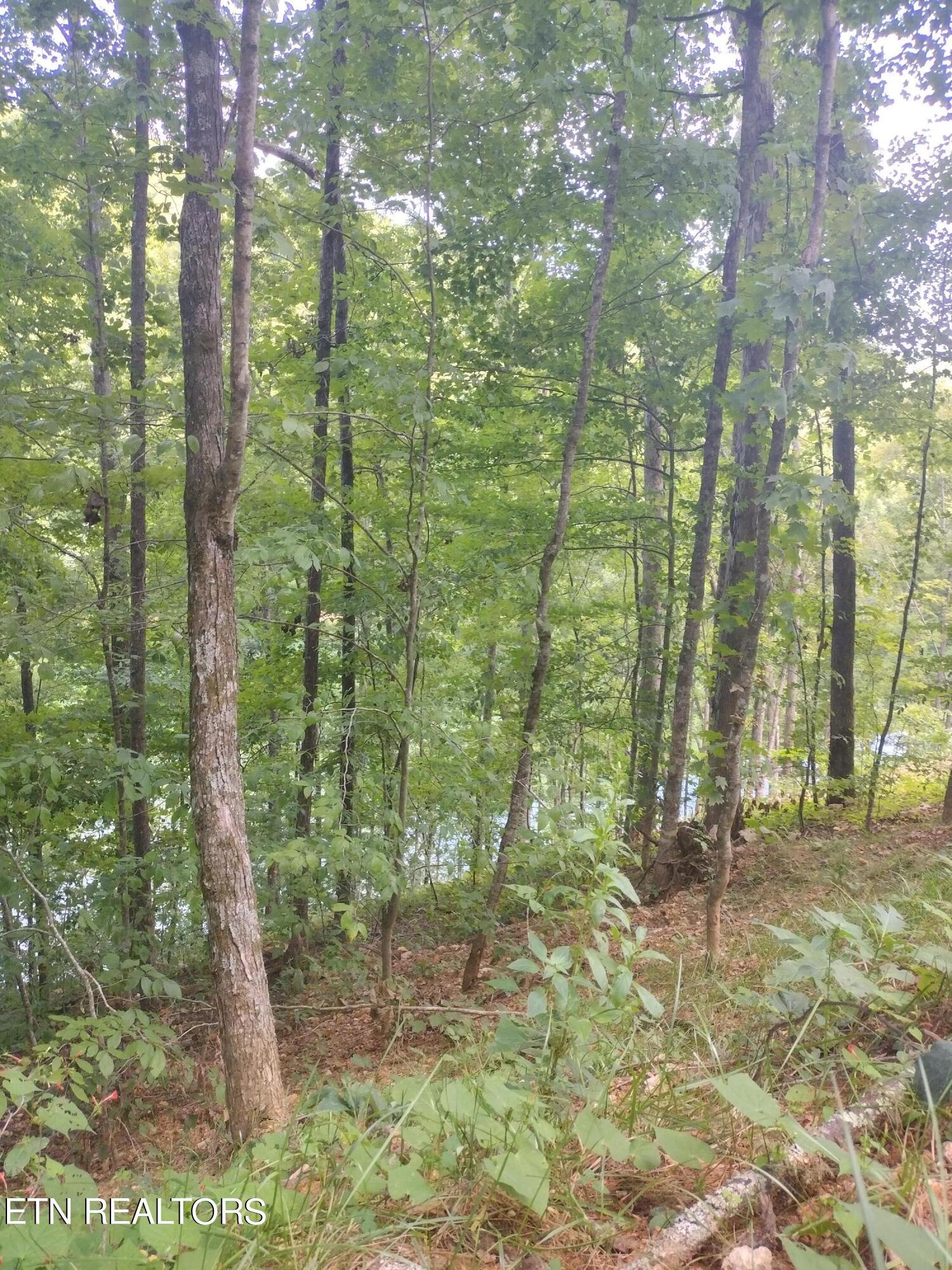 Norris Lake Real Estate - Image# 5