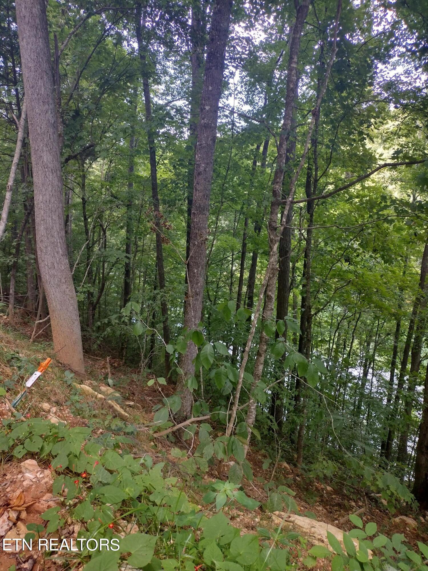 Norris Lake Real Estate - Image# 3