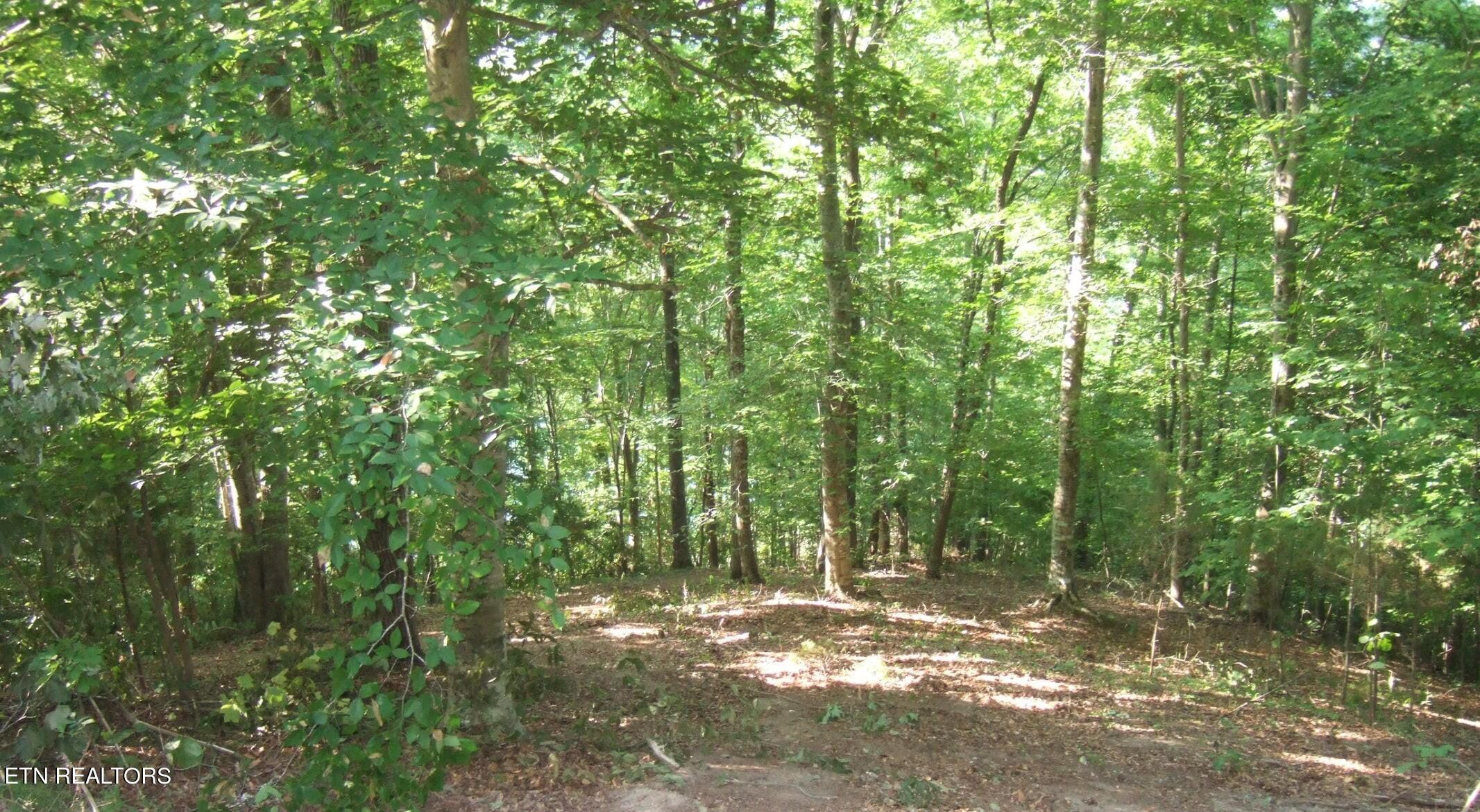 Norris Lake Real Estate - Image# 2