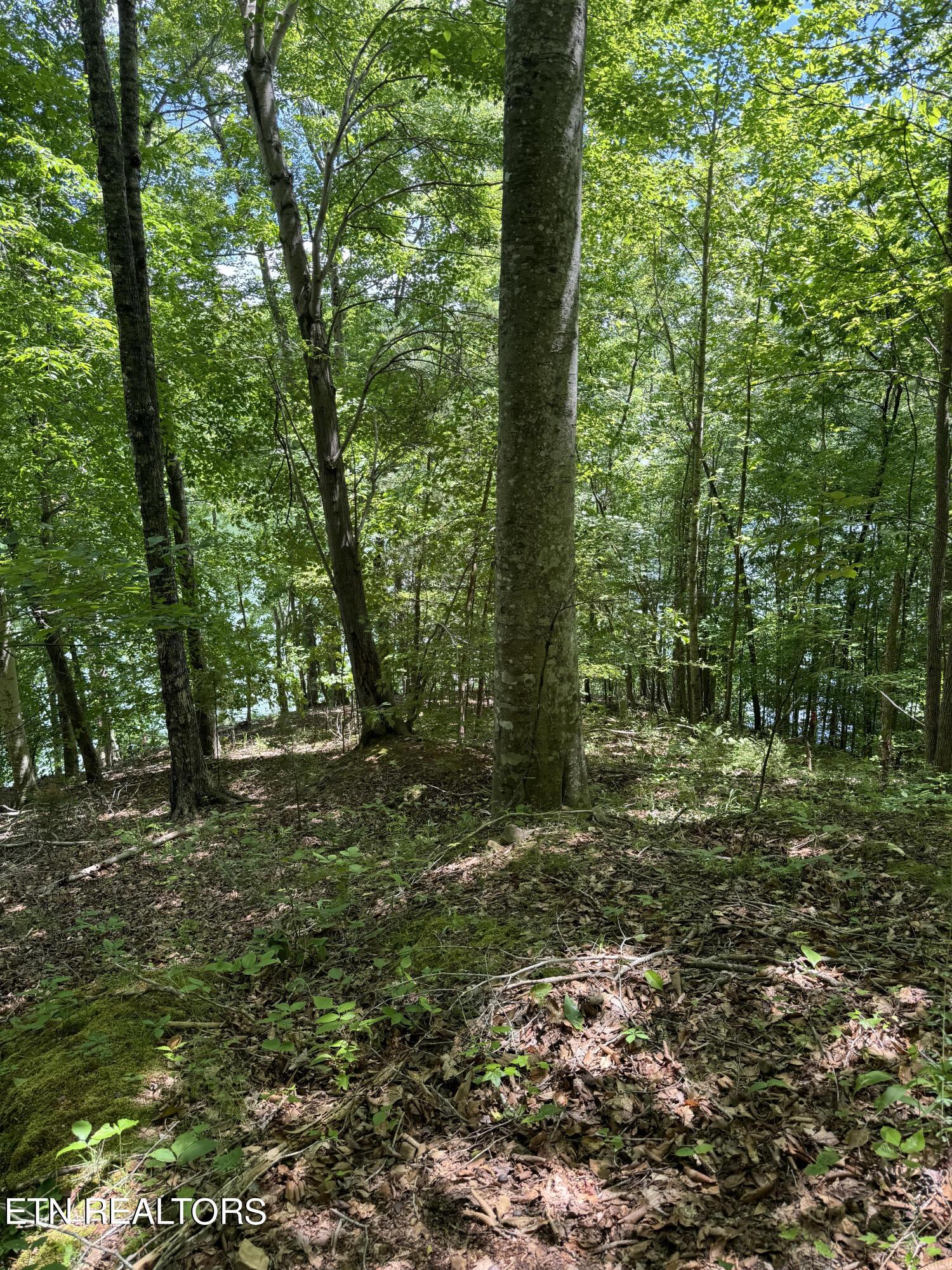 Norris Lake Real Estate - Image# 6