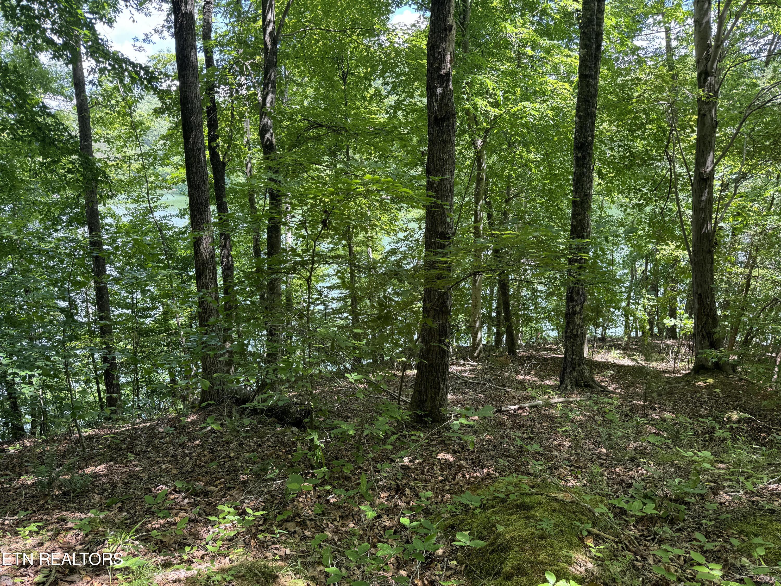 Norris Lake Real Estate - Image# 3