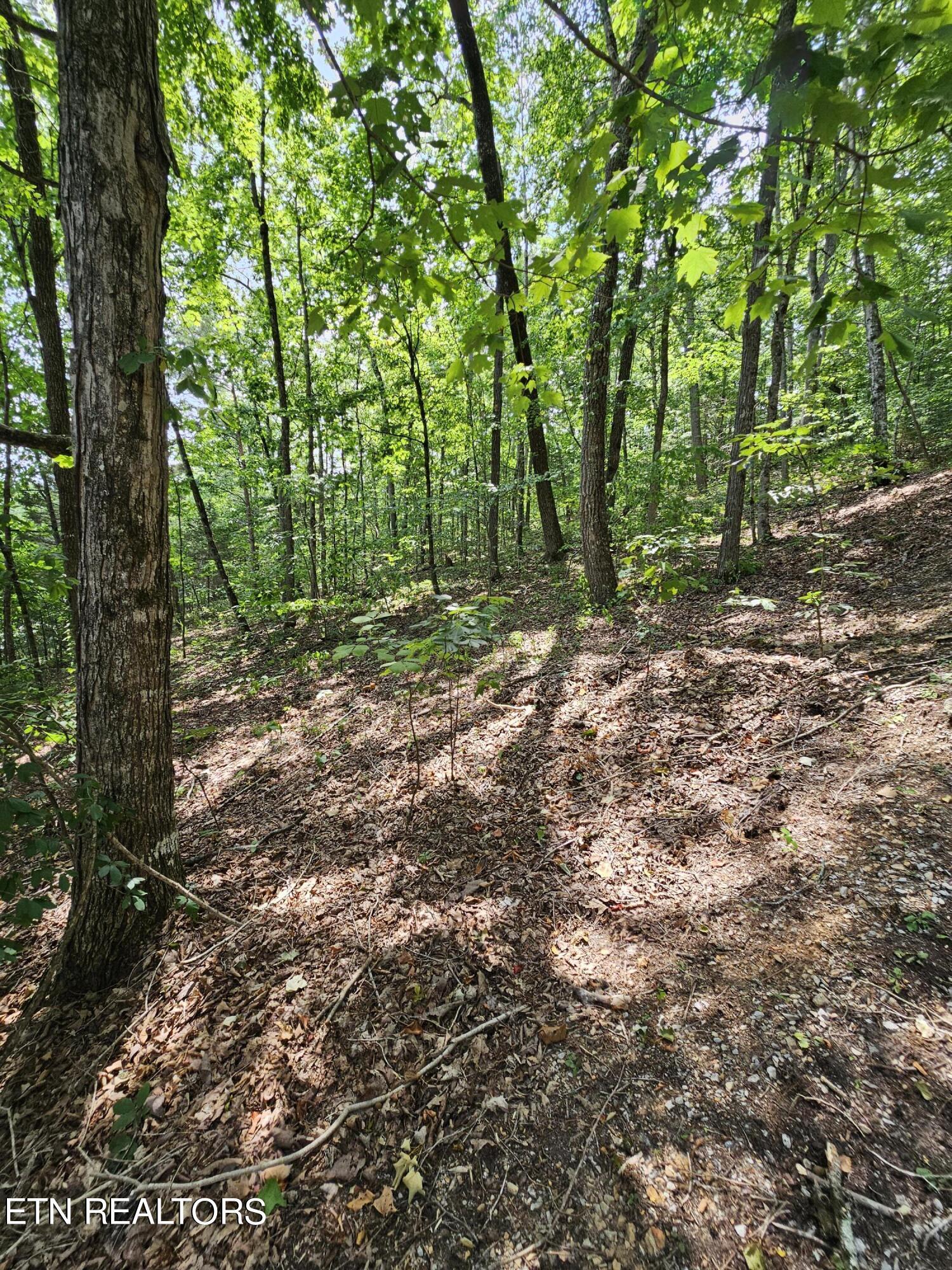 Norris Lake Real Estate - Image# 3