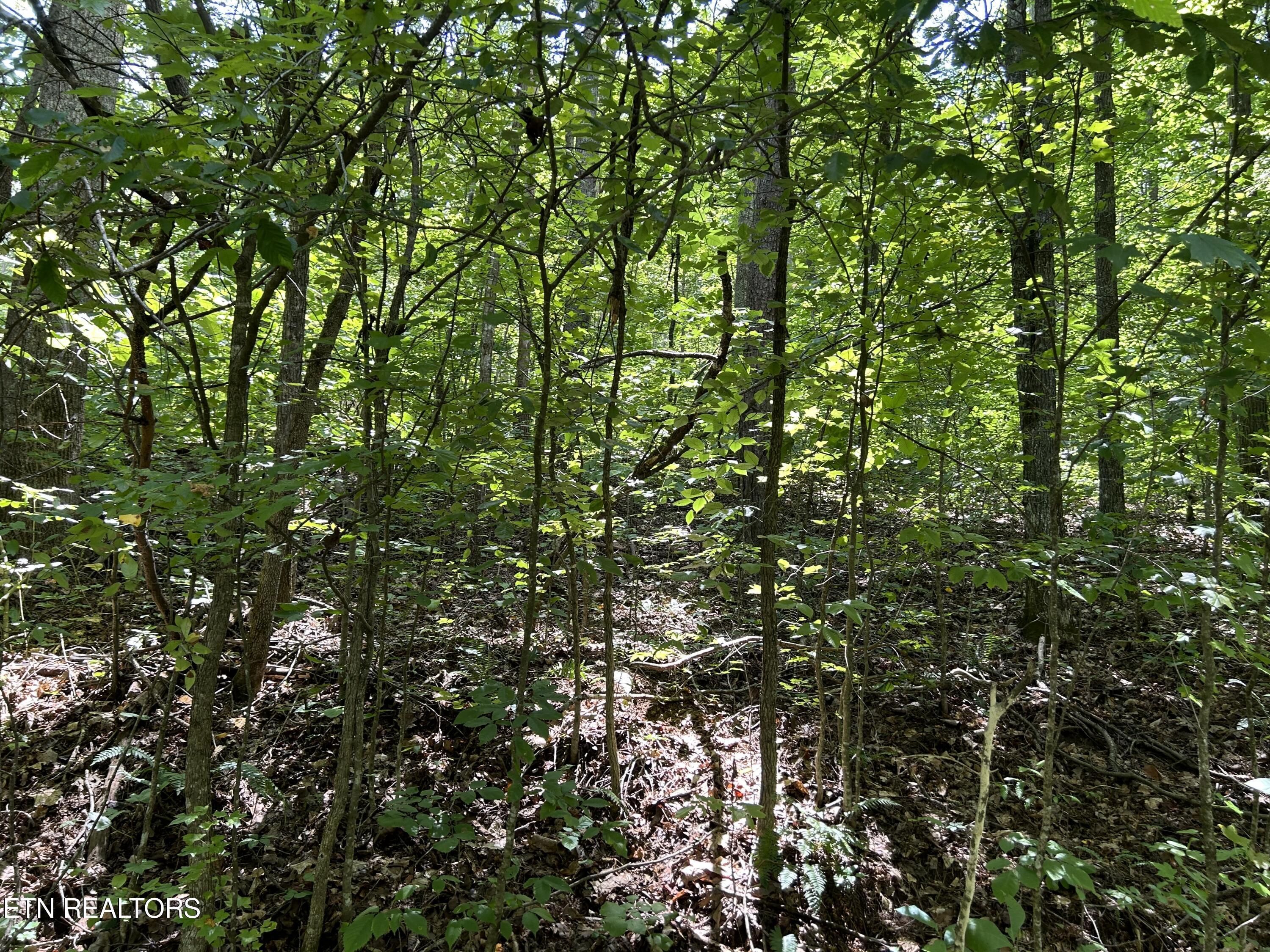 Norris Lake Real Estate - Image# 3