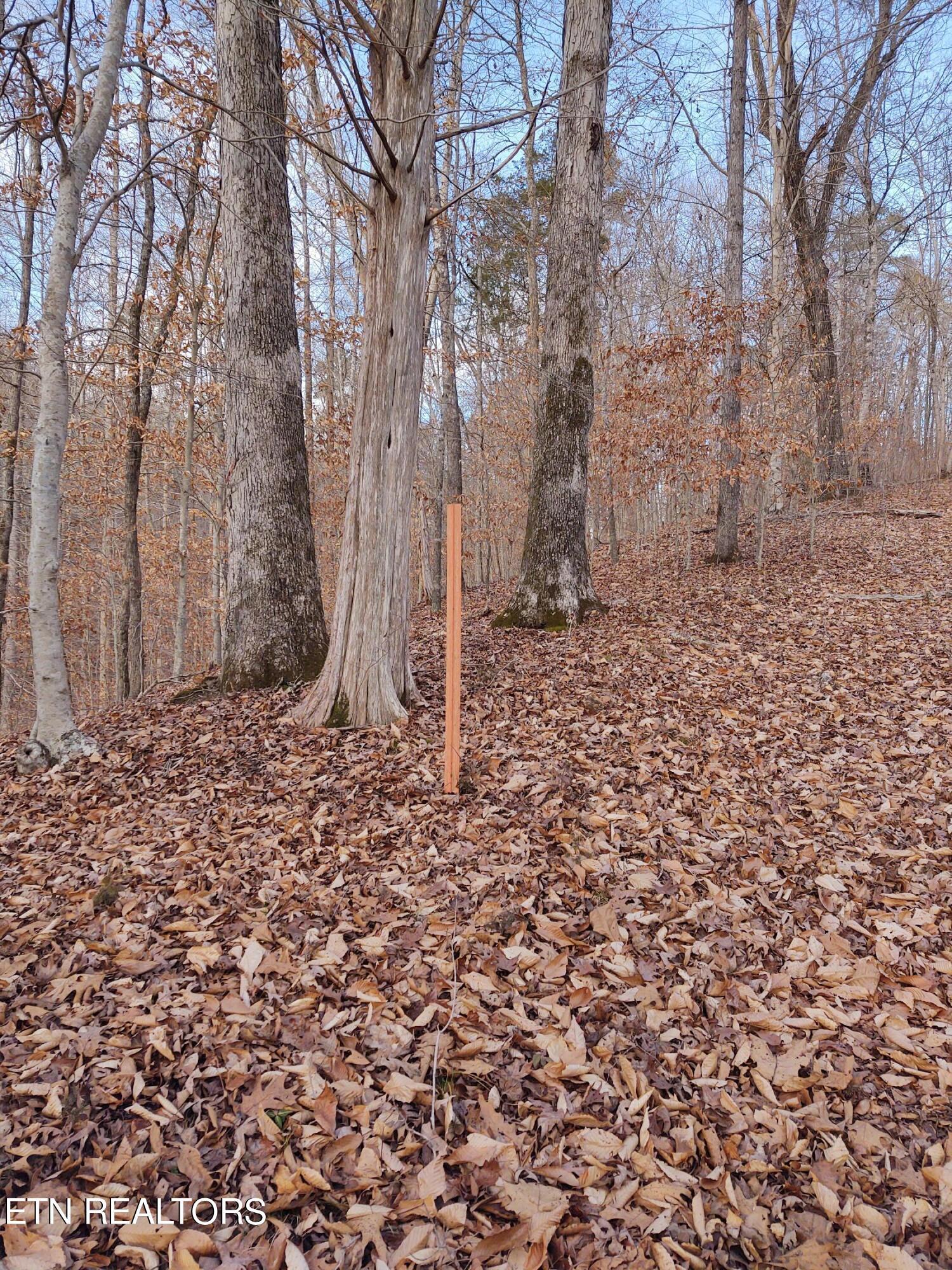 Norris Lake Real Estate - Image# 13