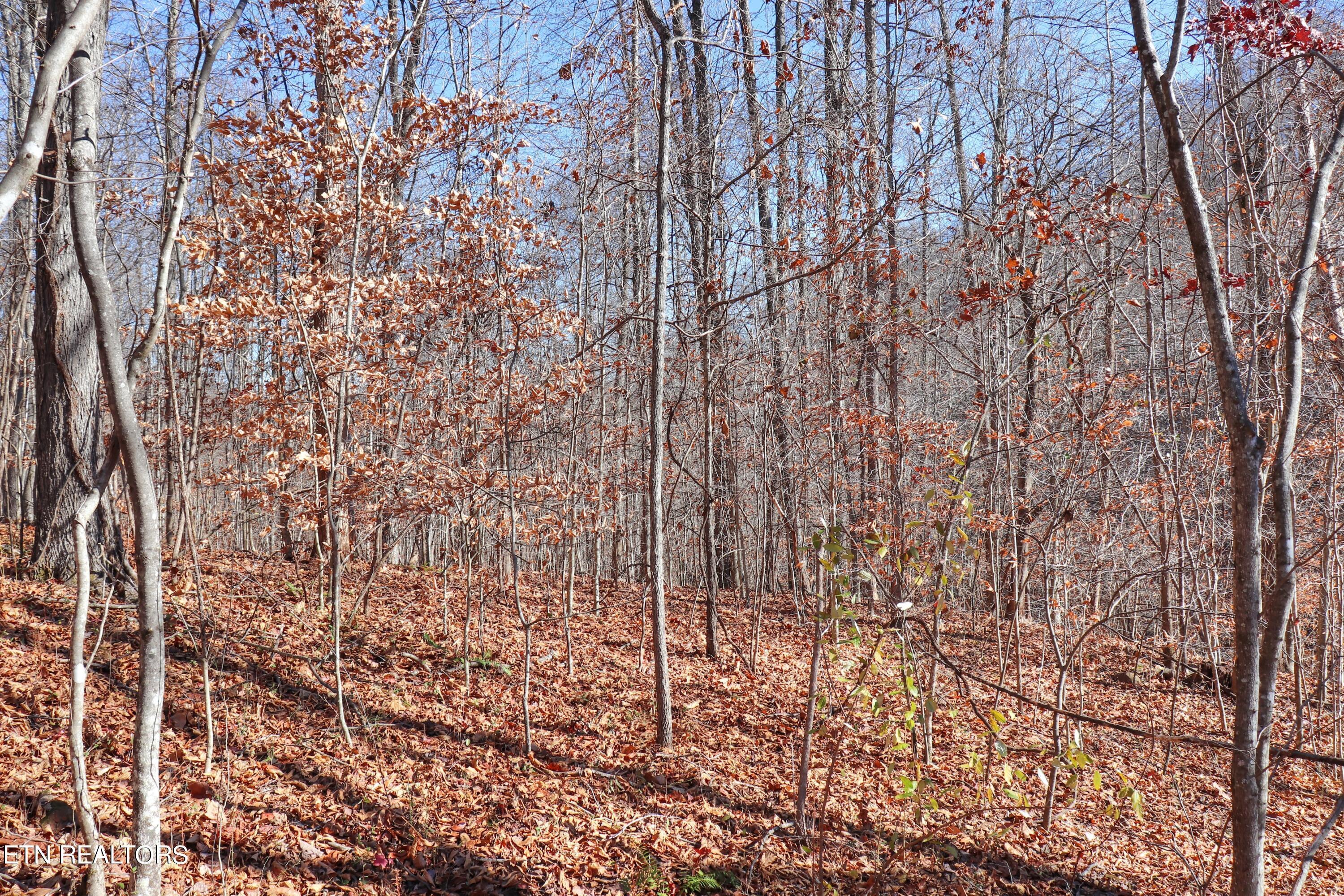 Norris Lake Real Estate - Image# 9