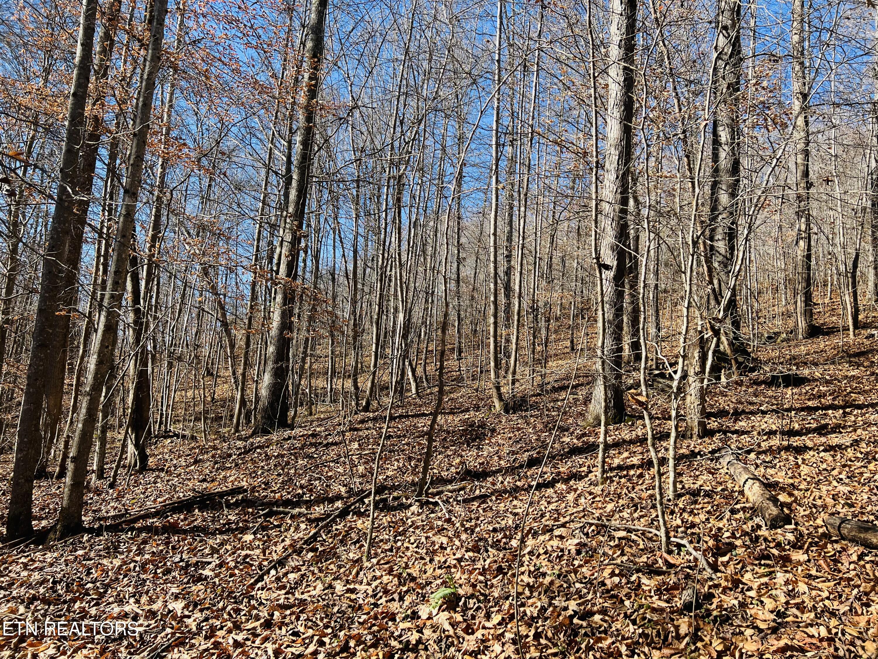 Norris Lake Real Estate - Image# 23