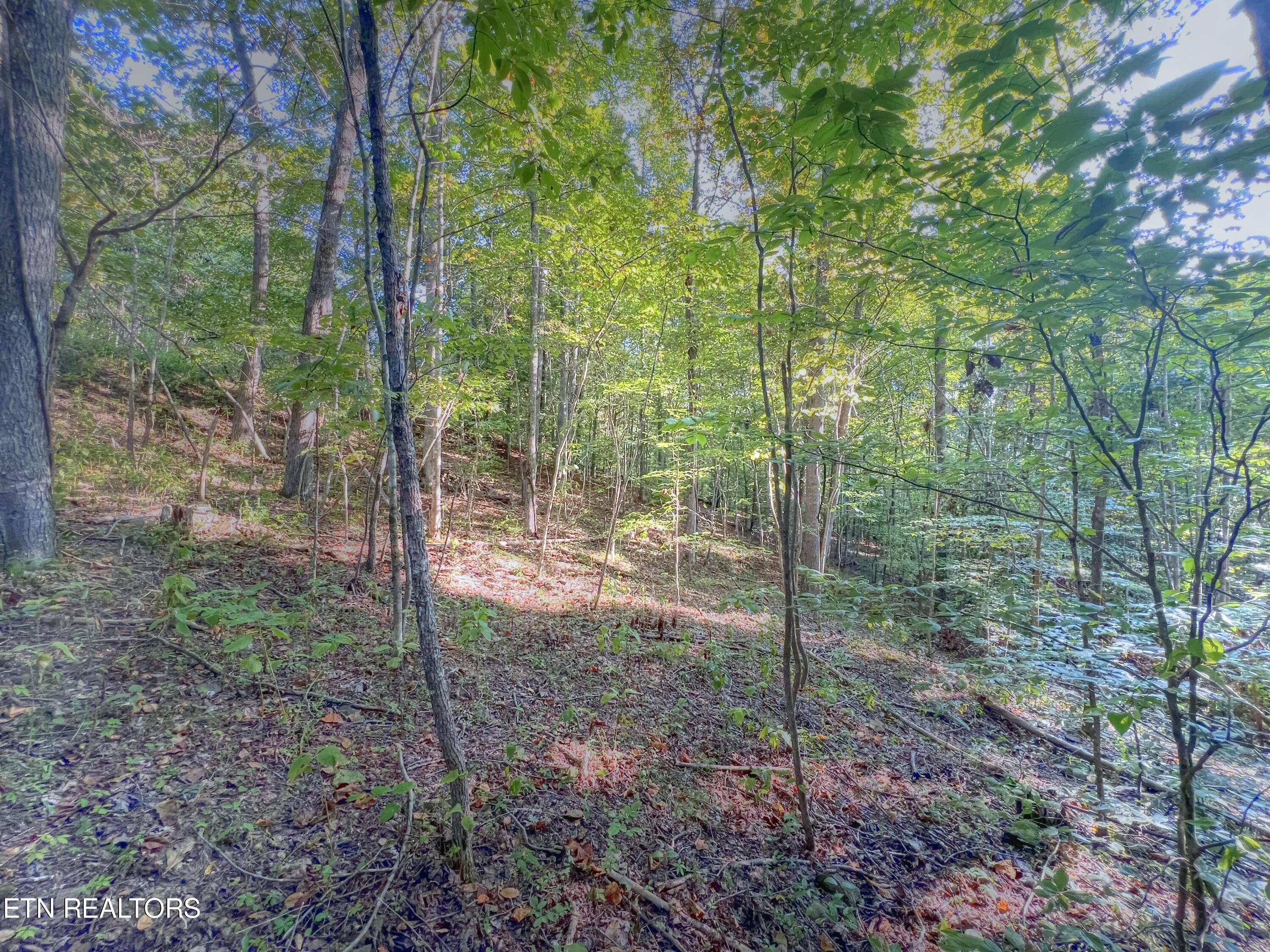 Norris Lake Real Estate - Image# 8