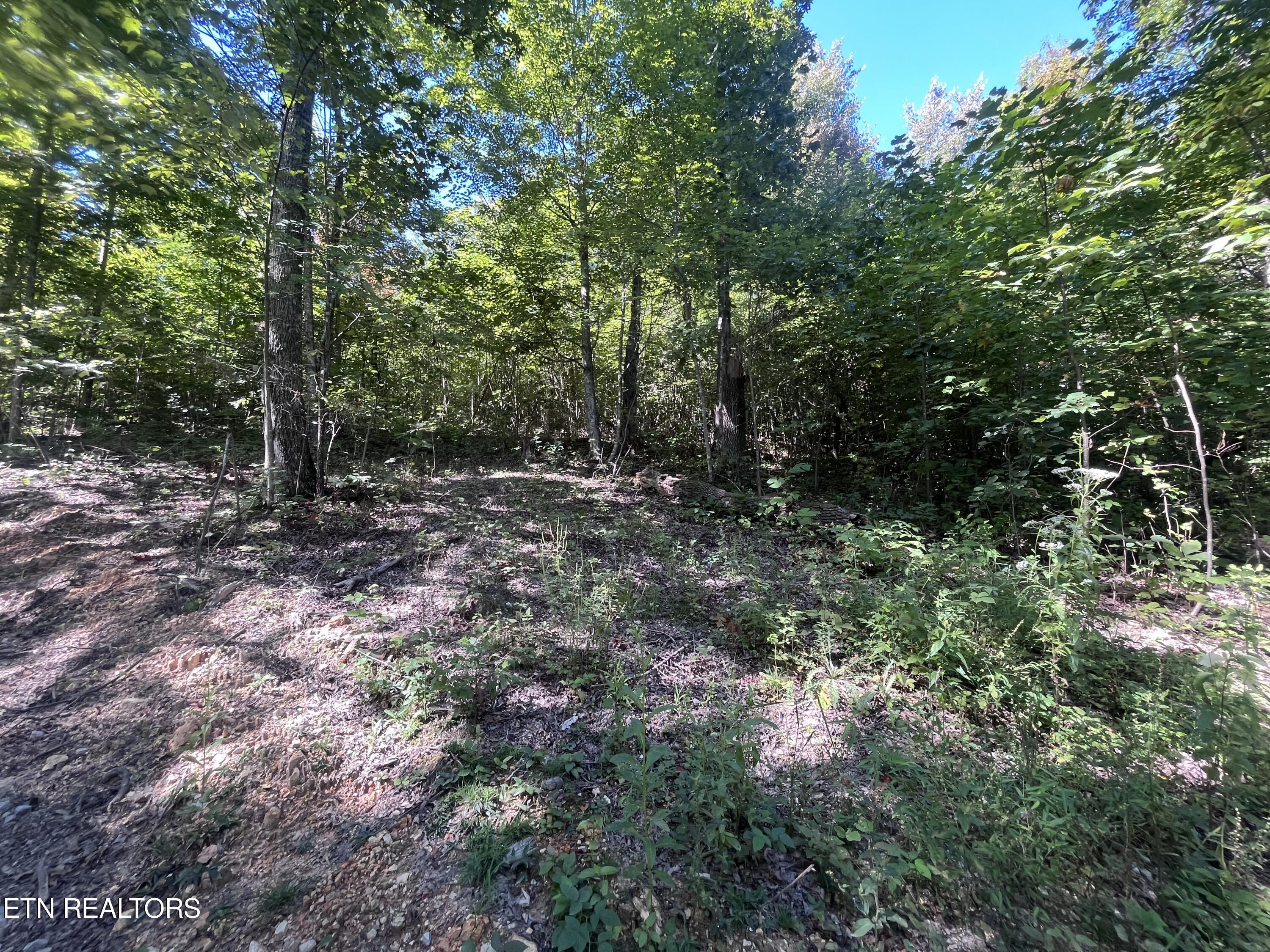 Norris Lake Real Estate - Image# 4