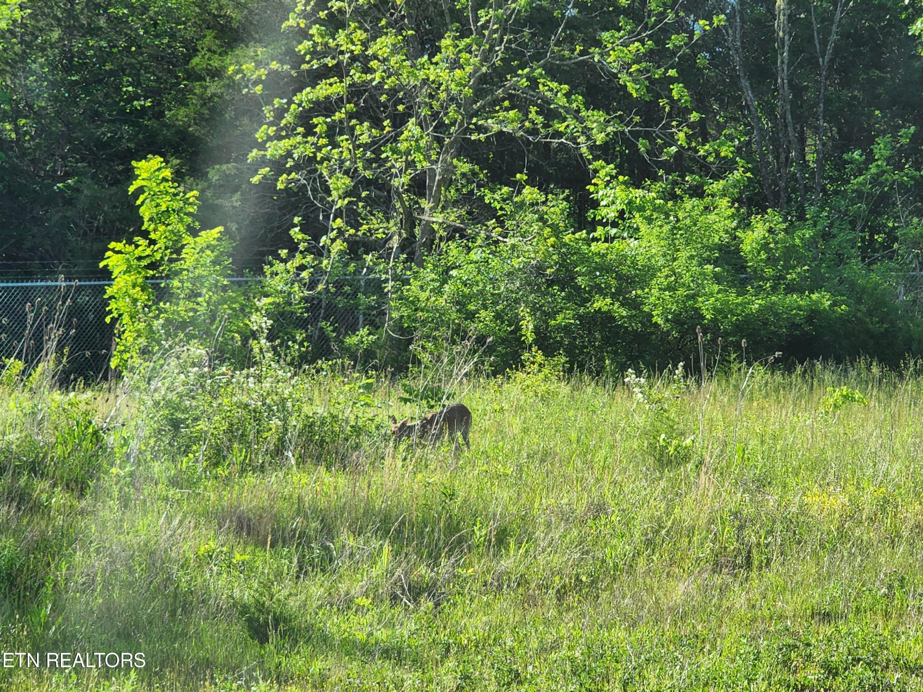 Norris Lake Real Estate - Image# 49