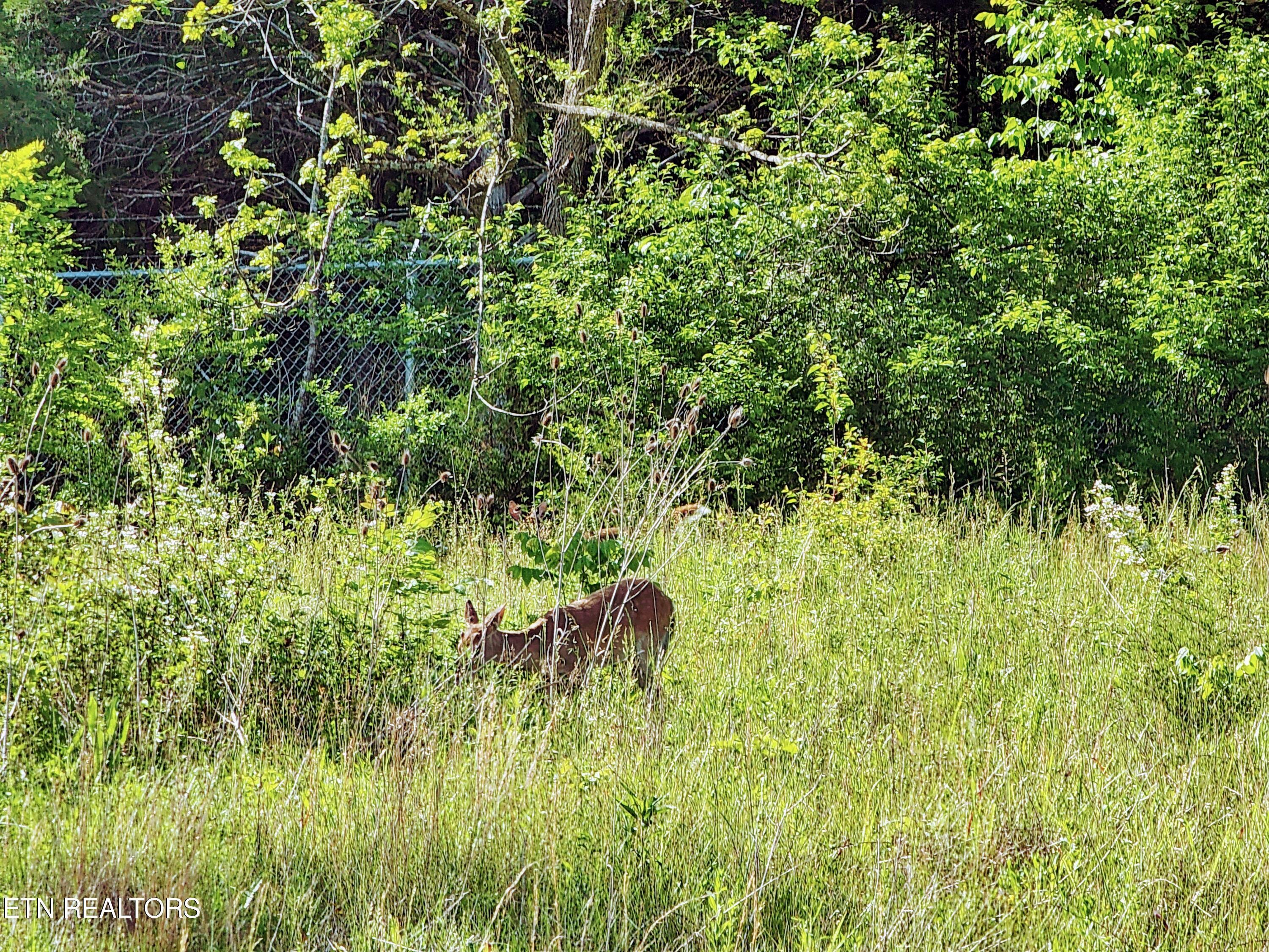 Norris Lake Real Estate - Image# 51