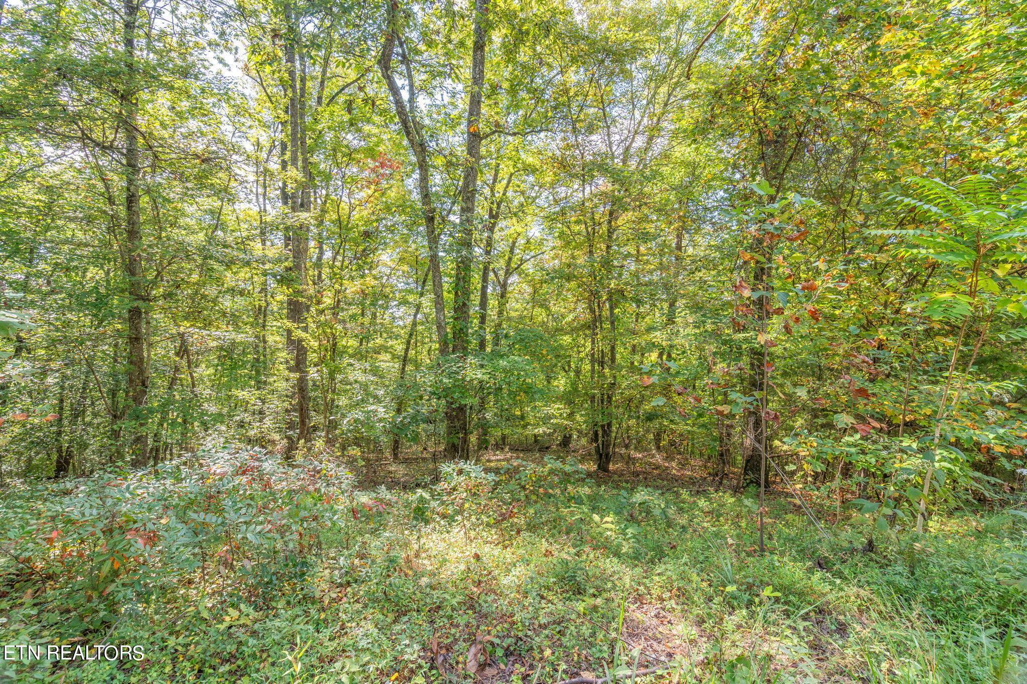 Norris Lake Real Estate - Image# 21