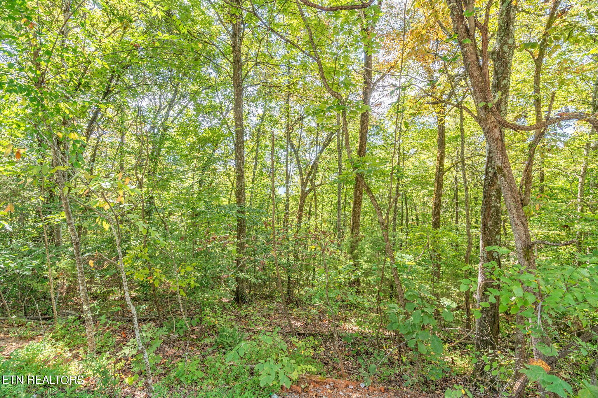 Norris Lake Real Estate - Image# 20