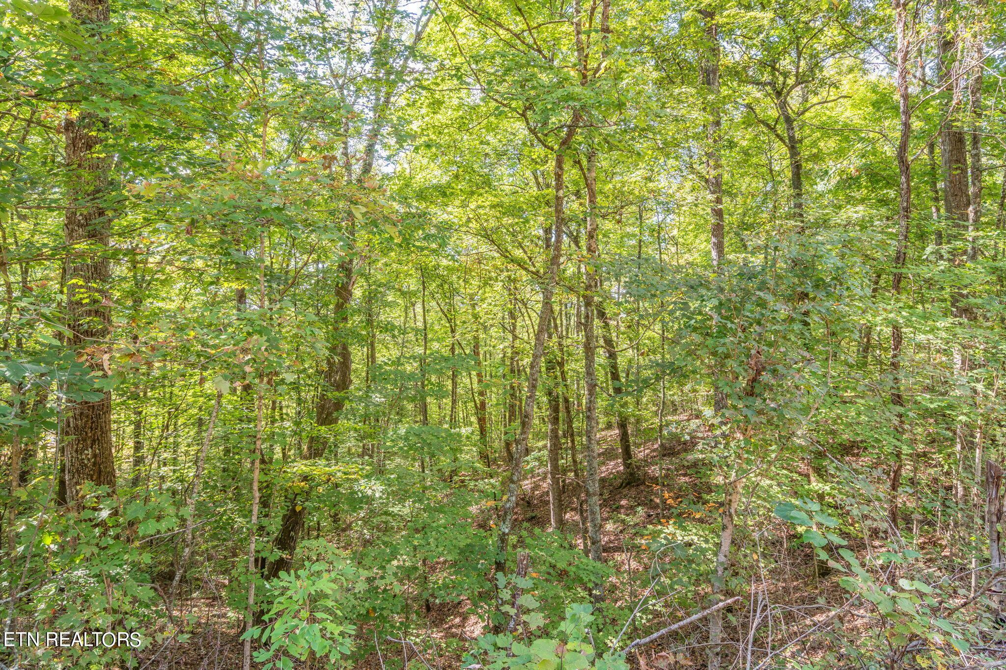 Norris Lake Real Estate - Image# 19