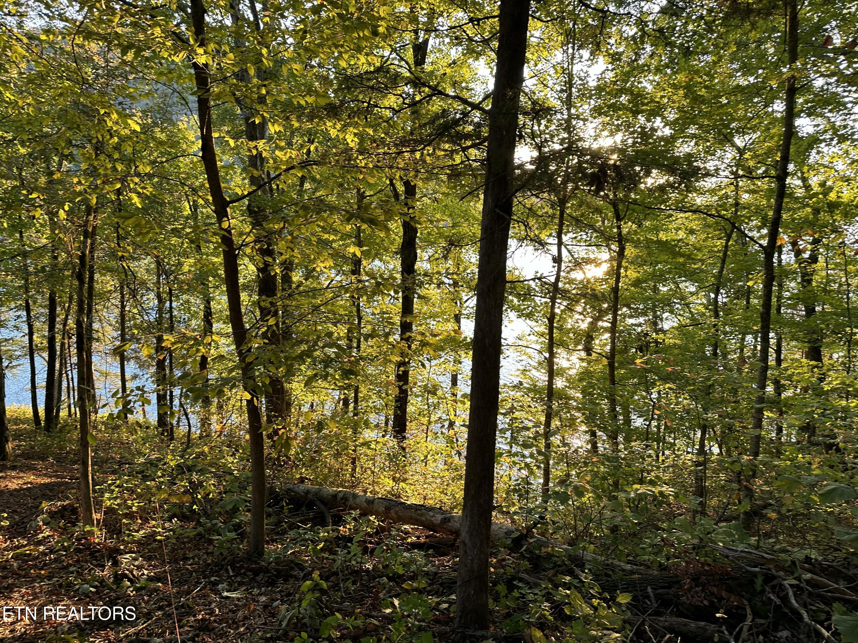 Norris Lake Real Estate - Image# 9