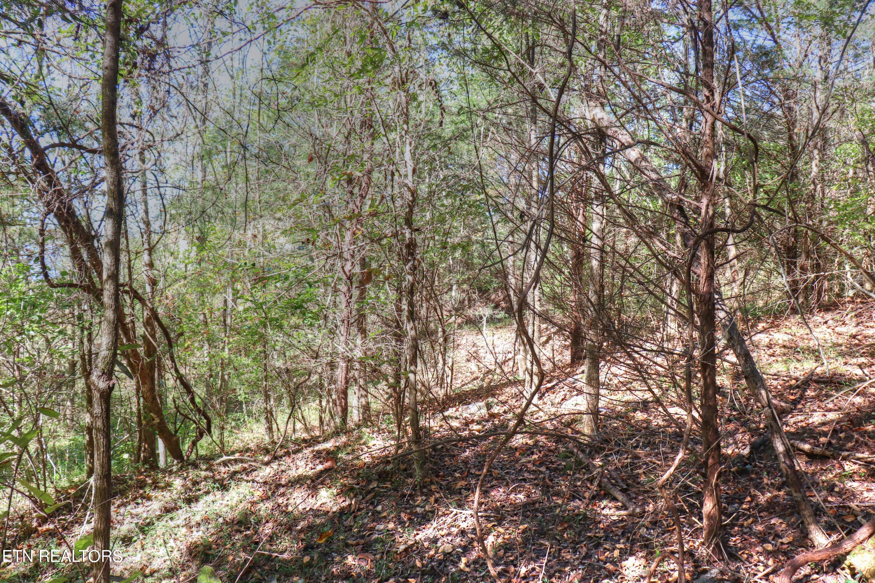 Norris Lake Real Estate - Image# 14