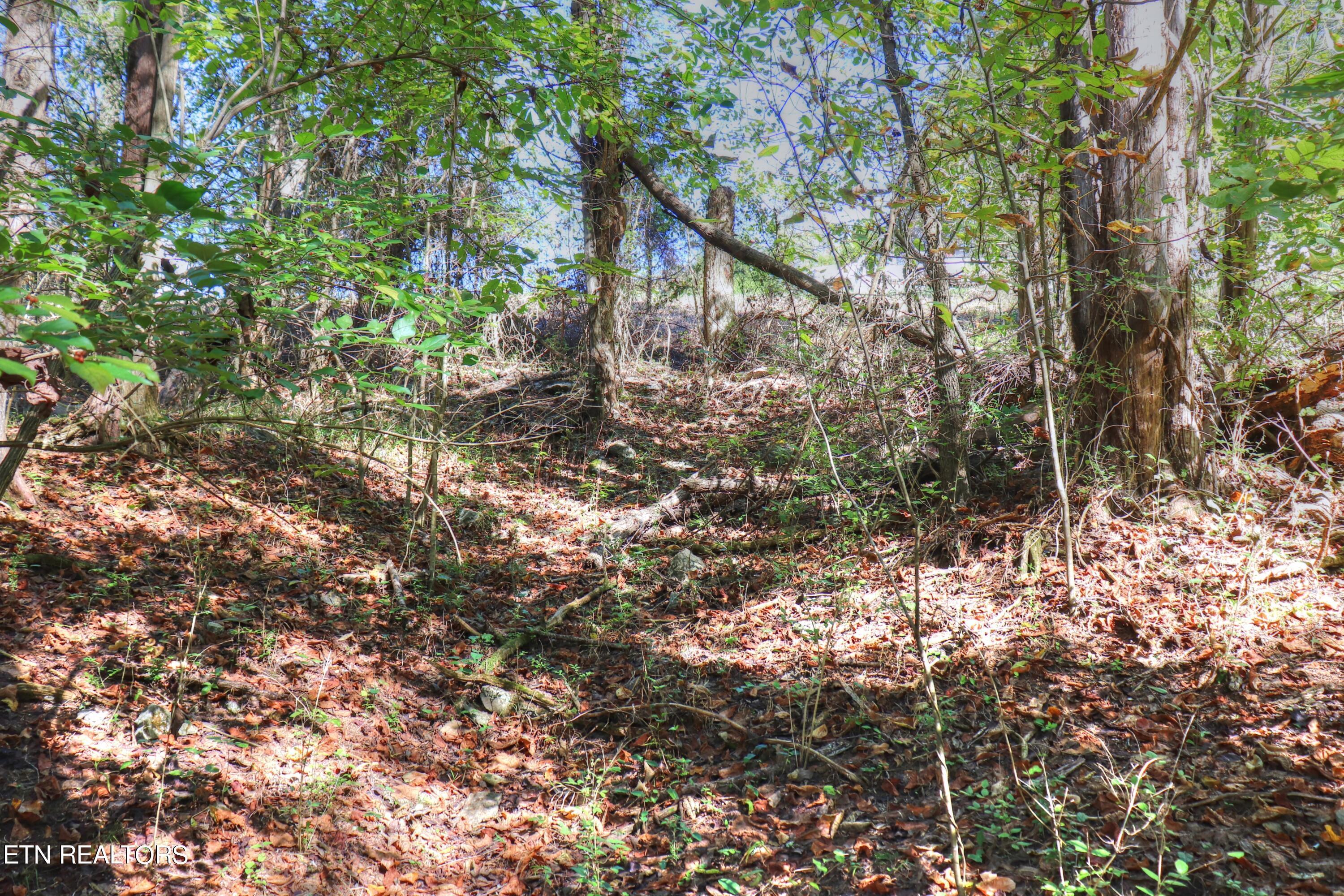 Norris Lake Real Estate - Image# 16