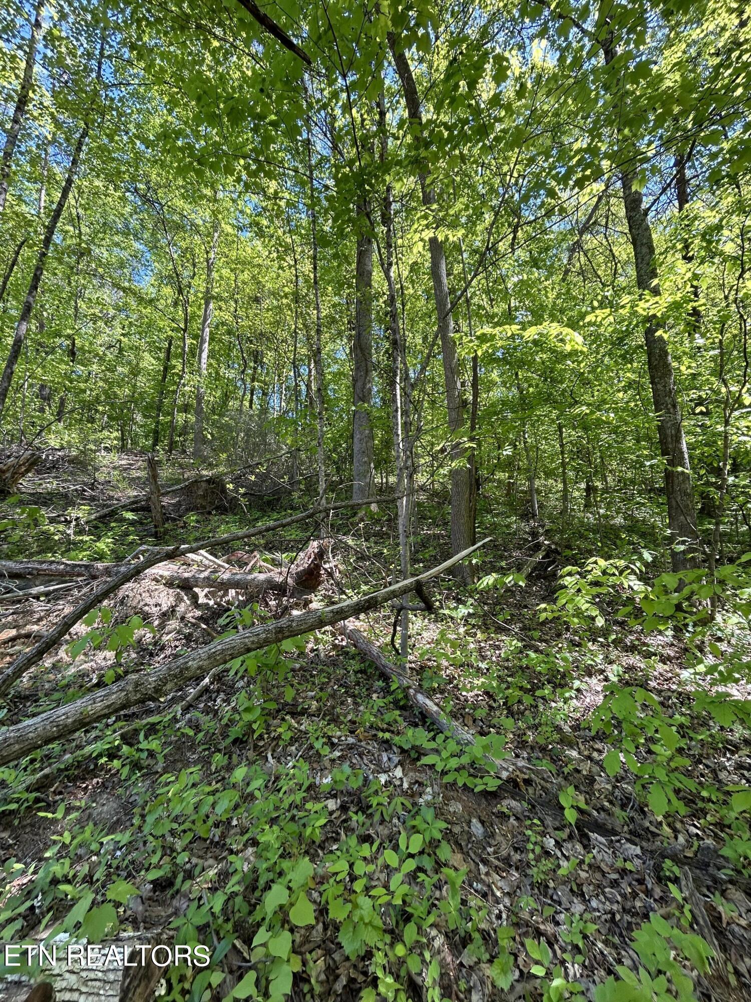 Norris Lake Real Estate - Image# 3