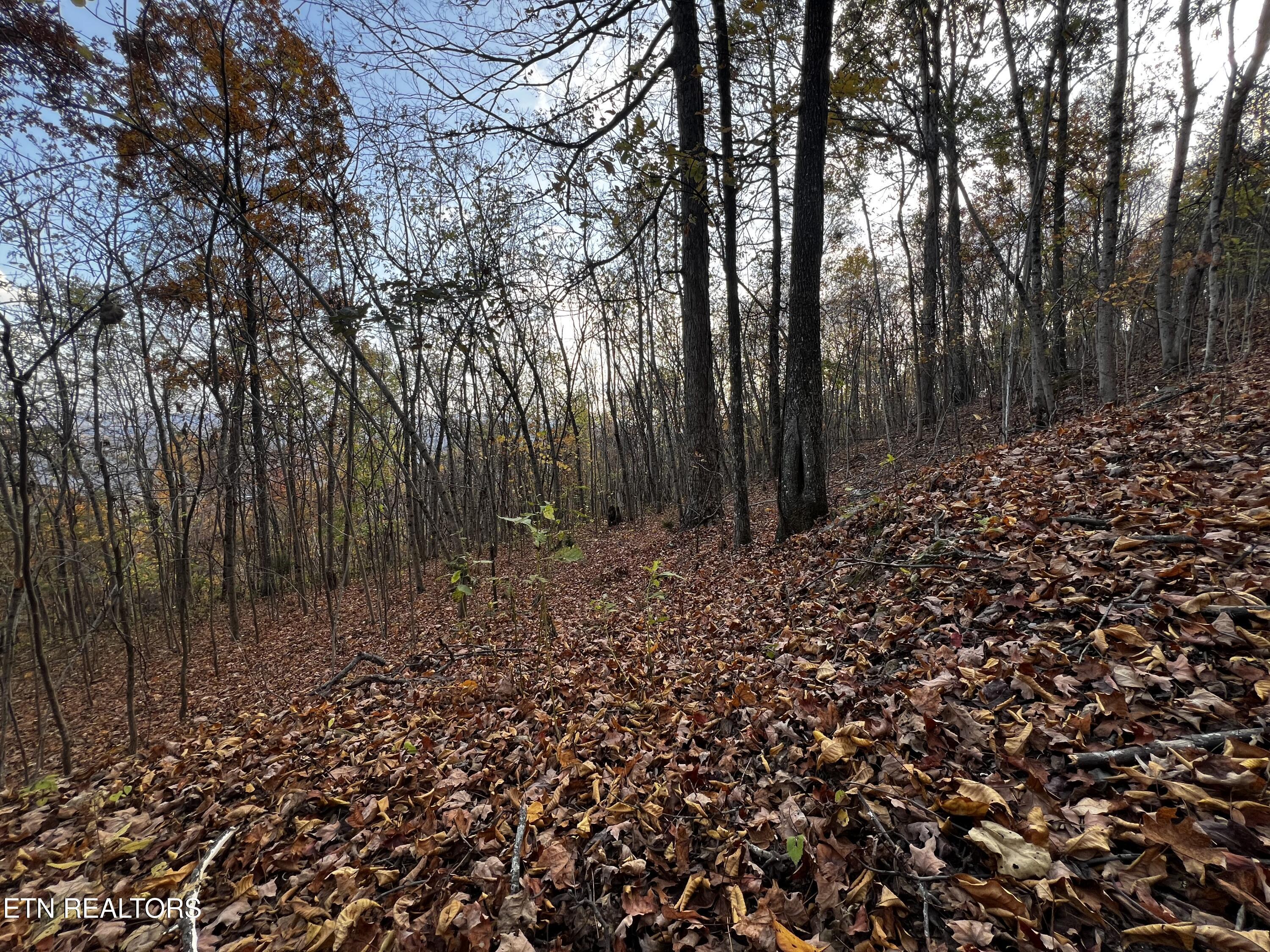 Norris Lake Real Estate - Image# 20