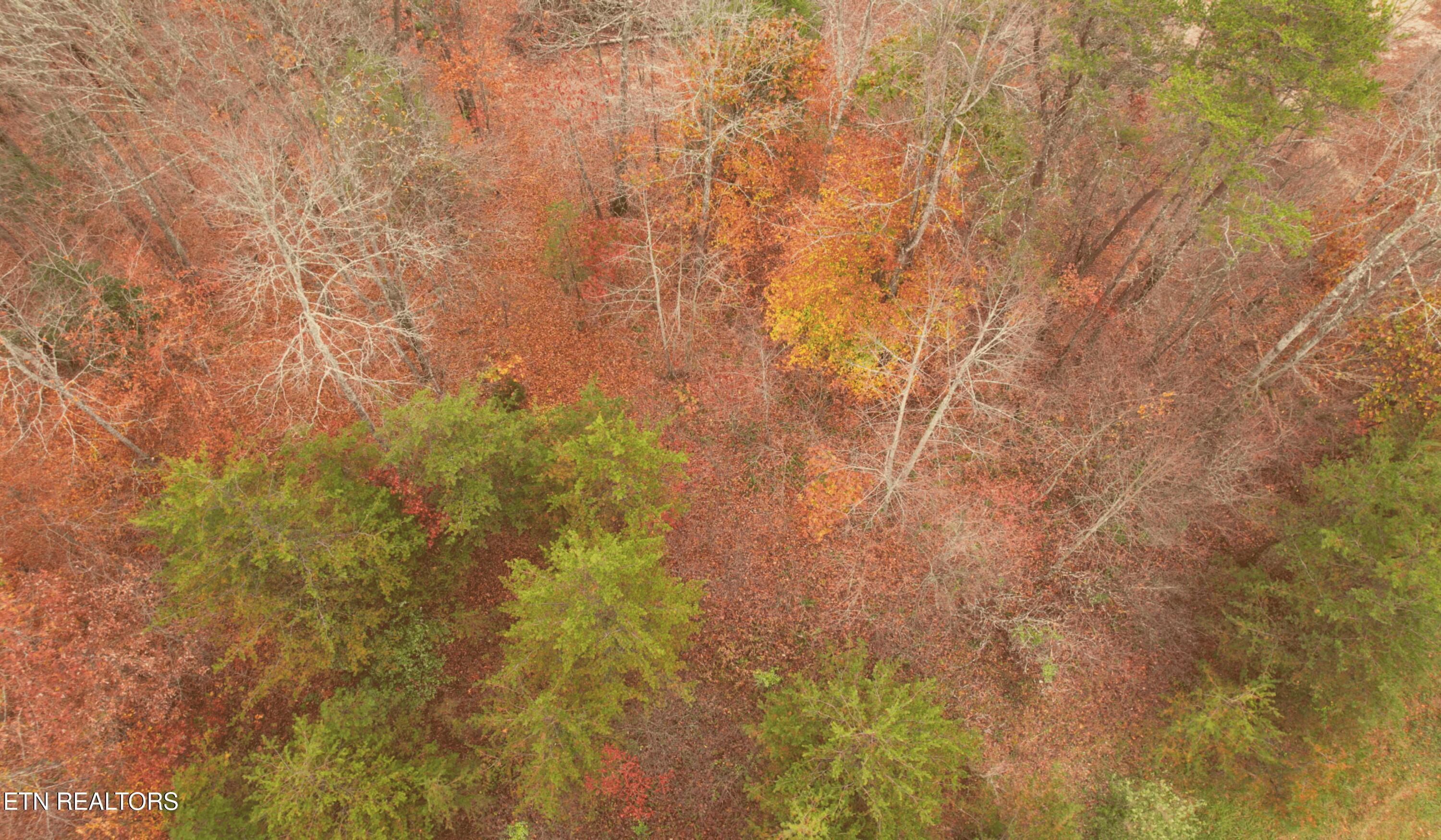 Norris Lake Real Estate - Image# 6