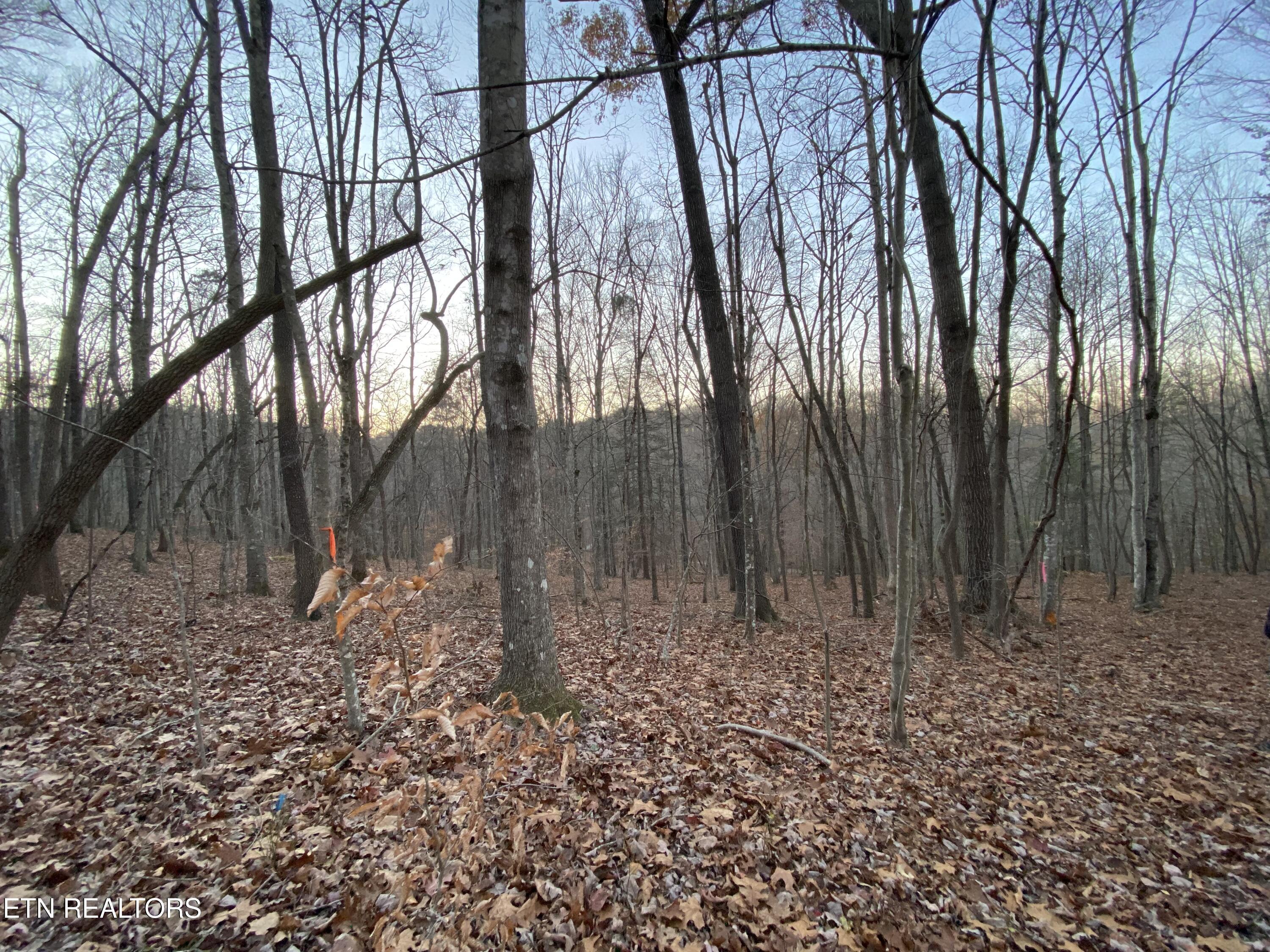 Norris Lake Real Estate - Image# 62