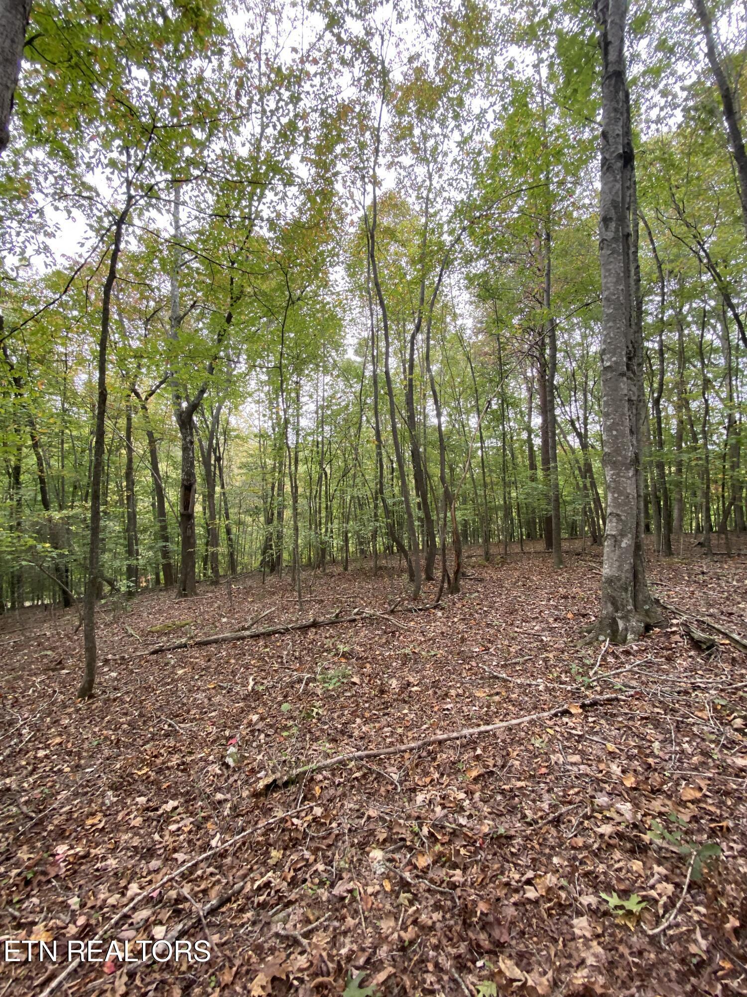 Norris Lake Real Estate - Image# 15