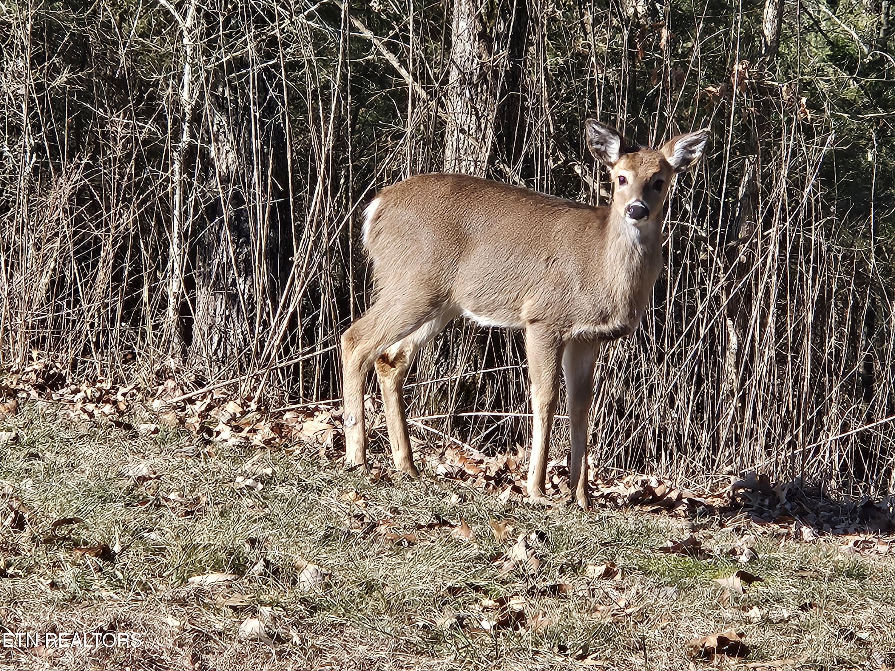 Norris Lake Real Estate - Image# 7