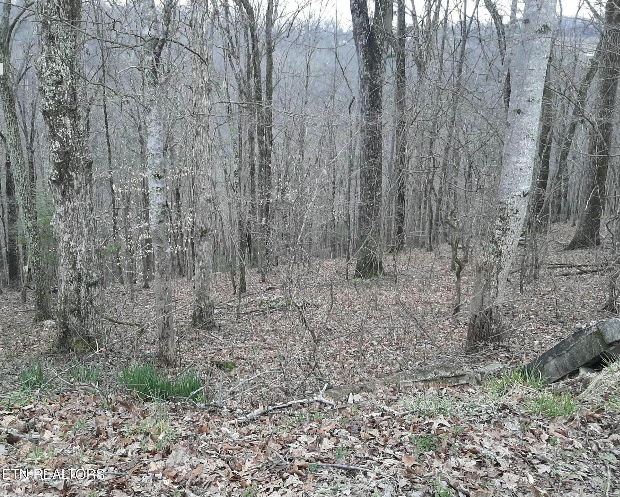 Norris Lake Real Estate - Image# 4