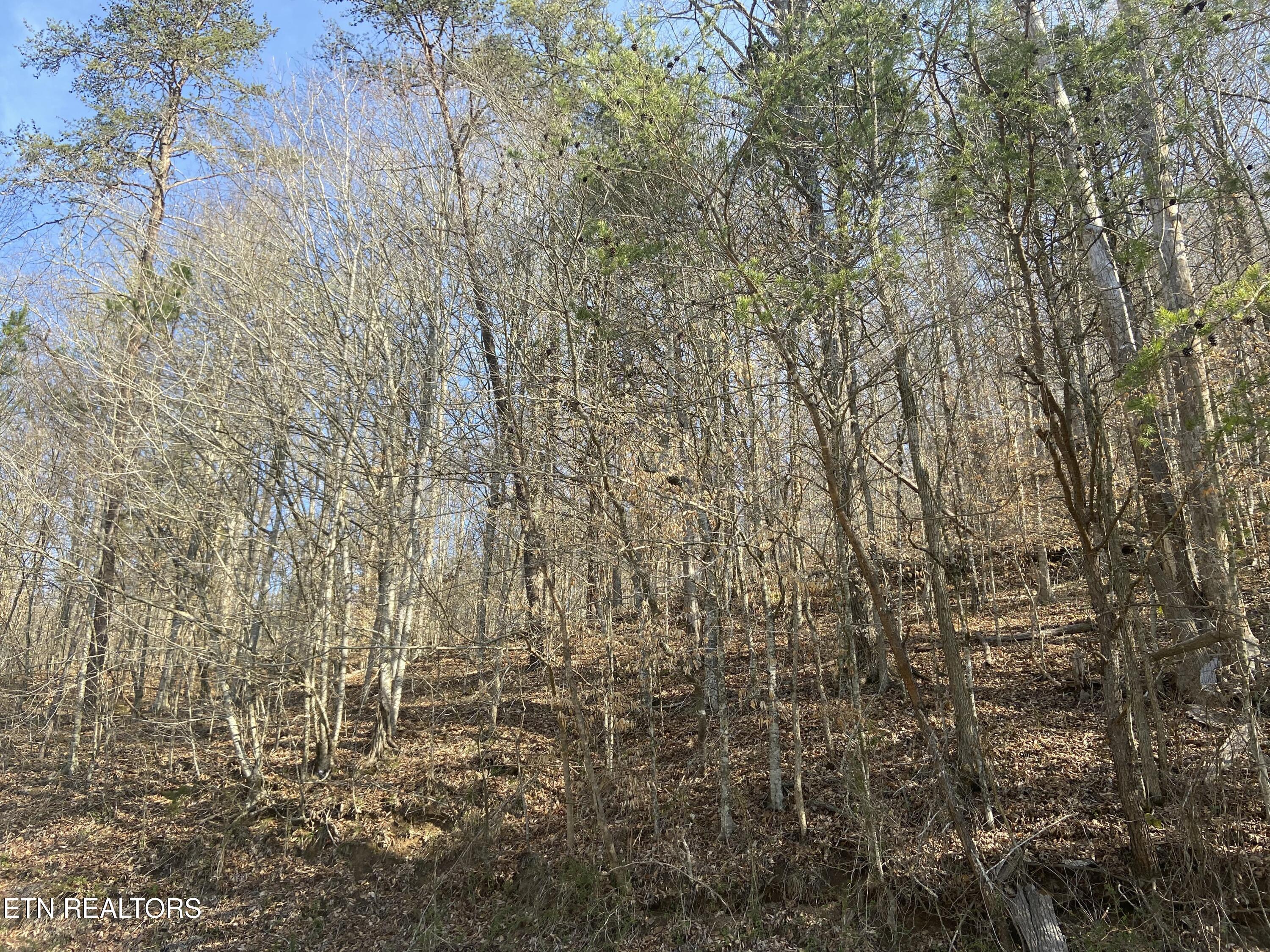 Norris Lake Real Estate - Image# 4