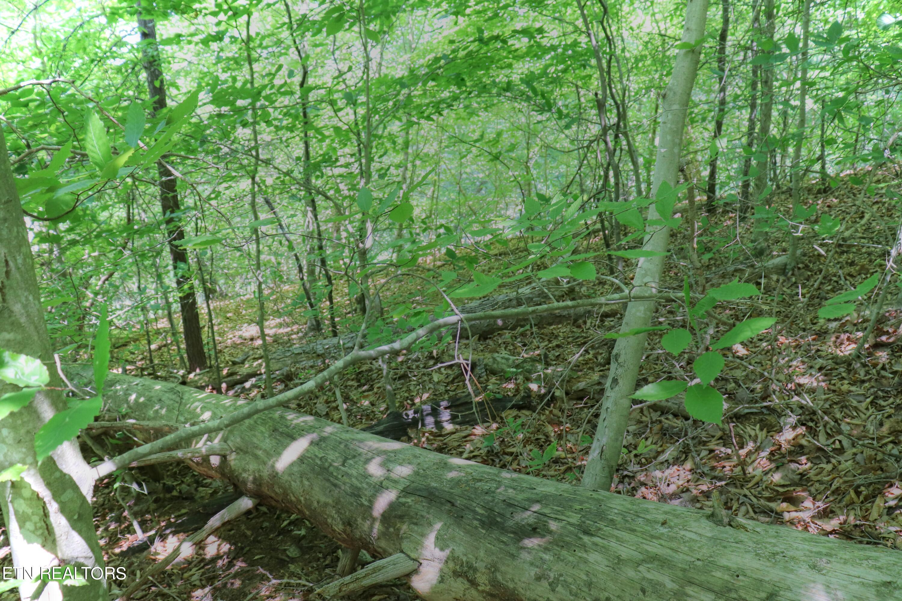 Lot 77 Grandpas Ridge, Sharps Chapel, TN - Norris Lake Real Estate - Image# 14