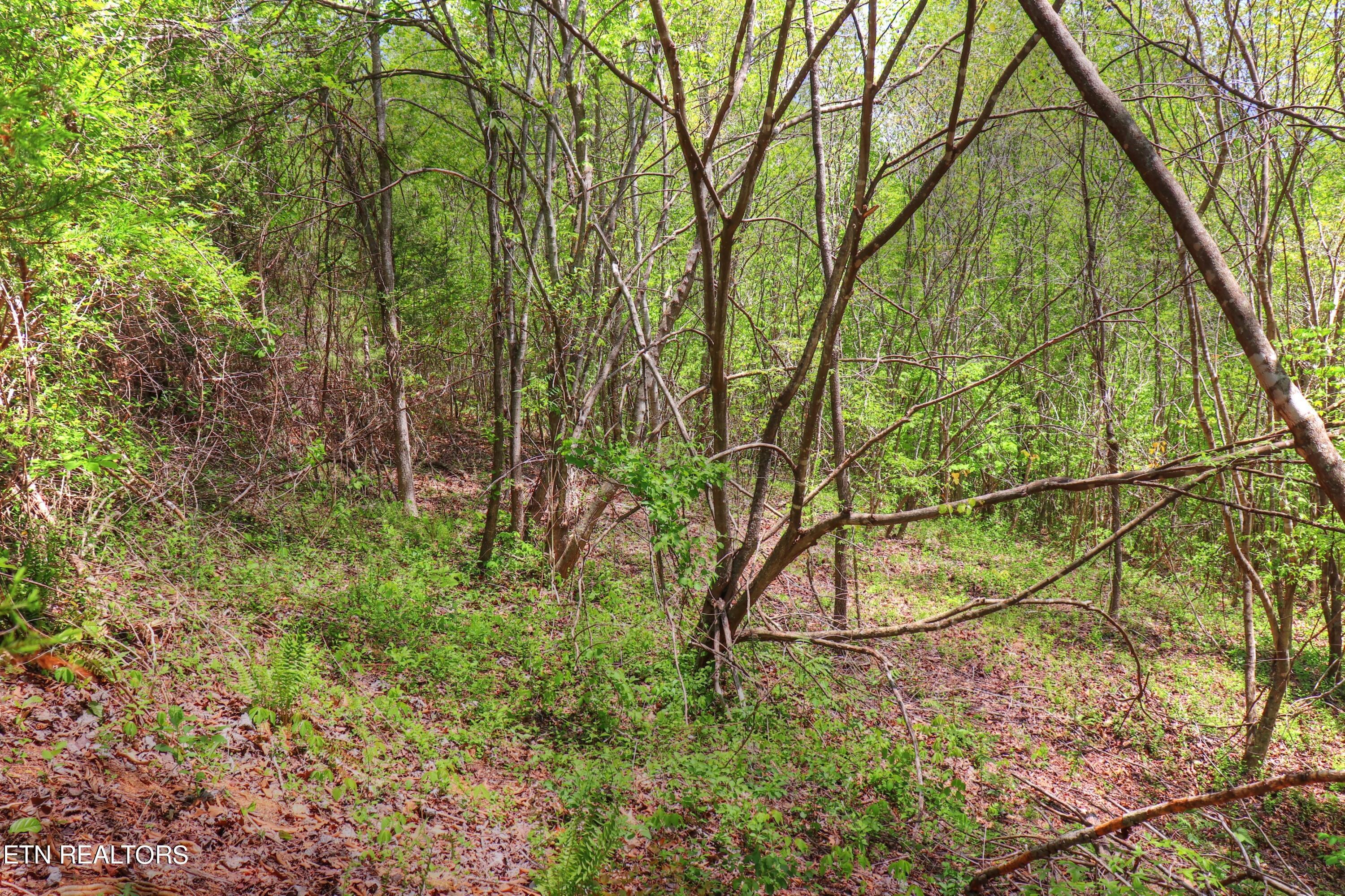 Lot 172 Saddleridge Drive, Speedwell, TN - Norris Lake Real Estate - Image# 9