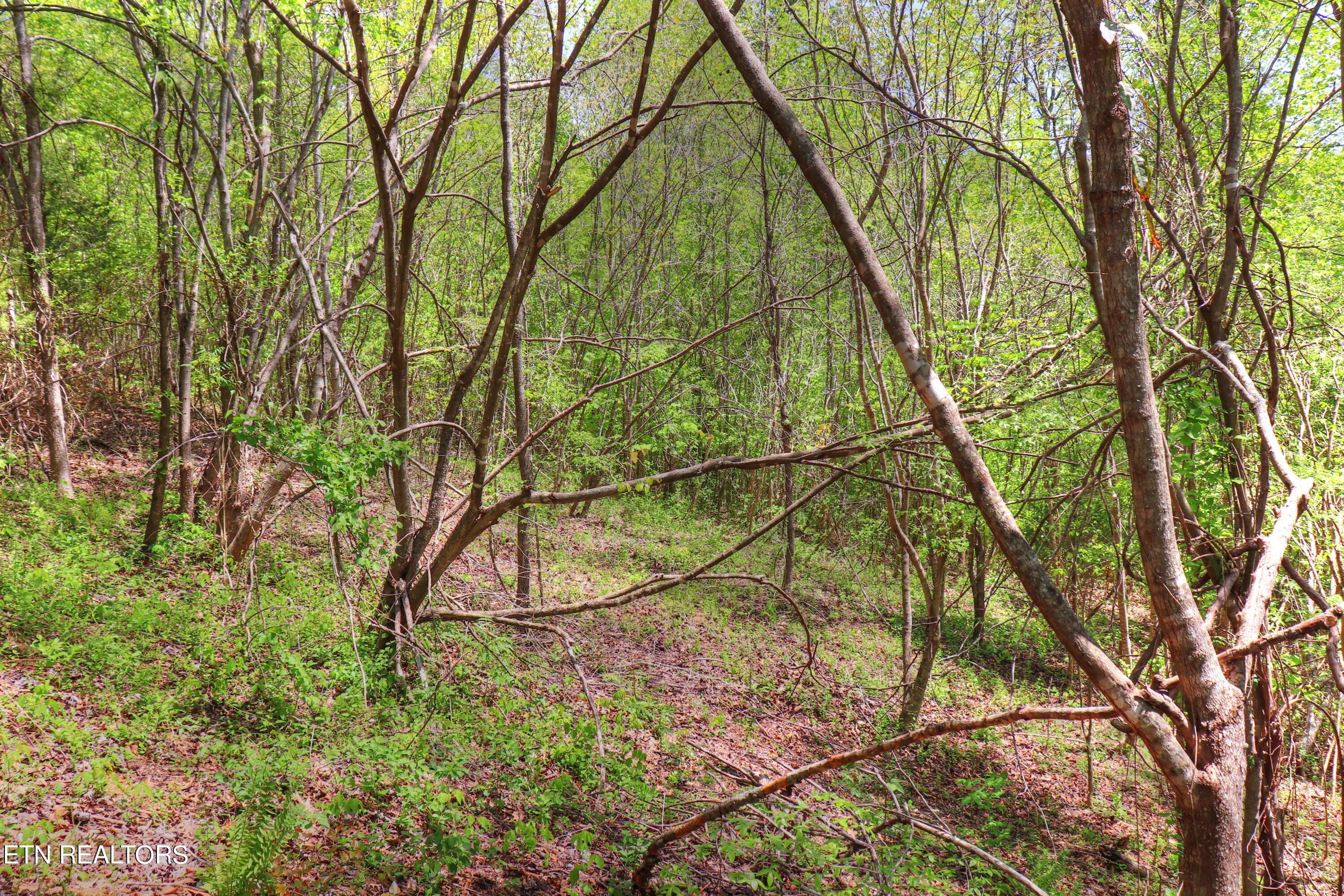 Lot 172 Saddleridge Drive, Speedwell, TN - Norris Lake Real Estate - Image# 10